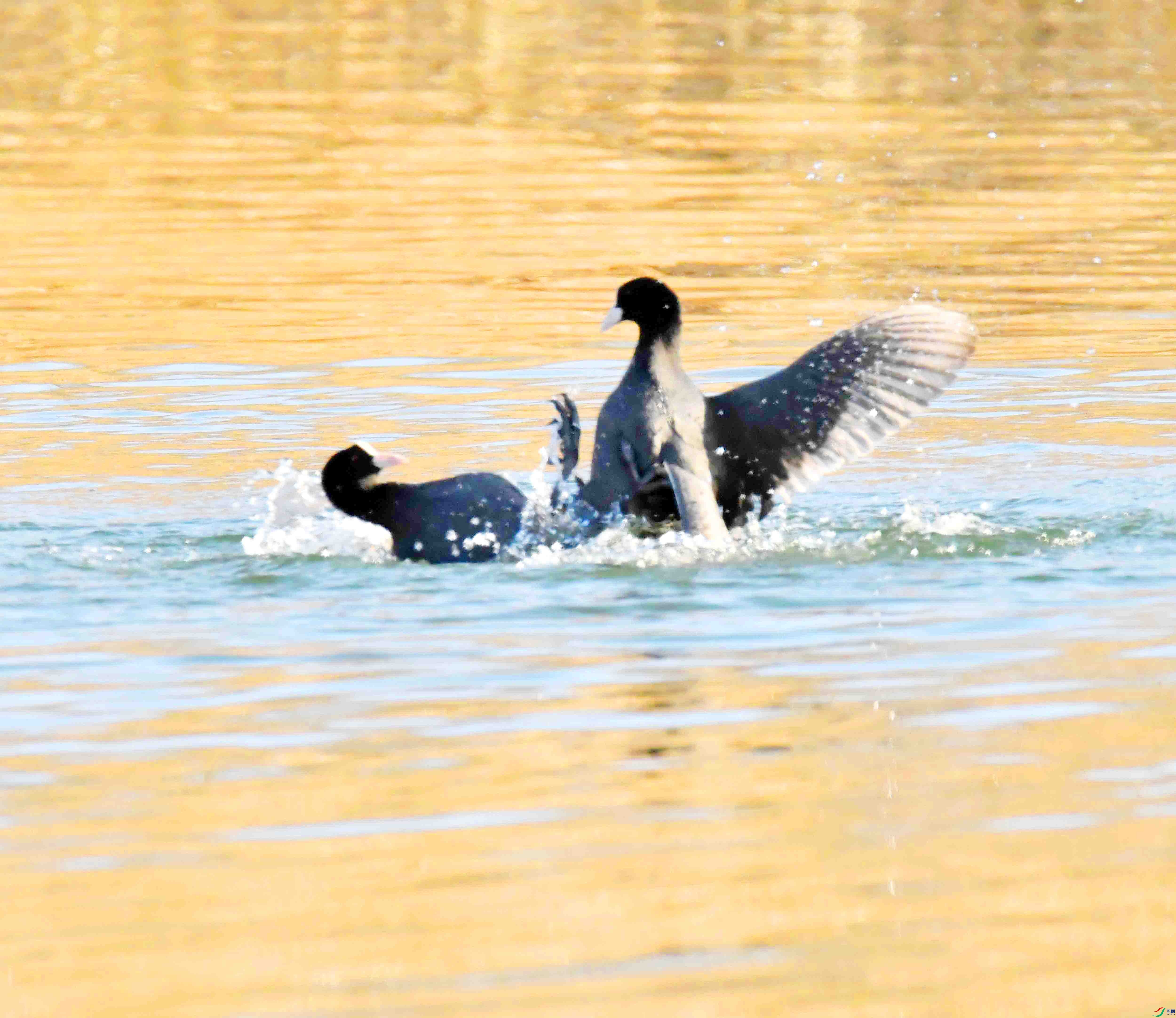DSC_7608.JPG
