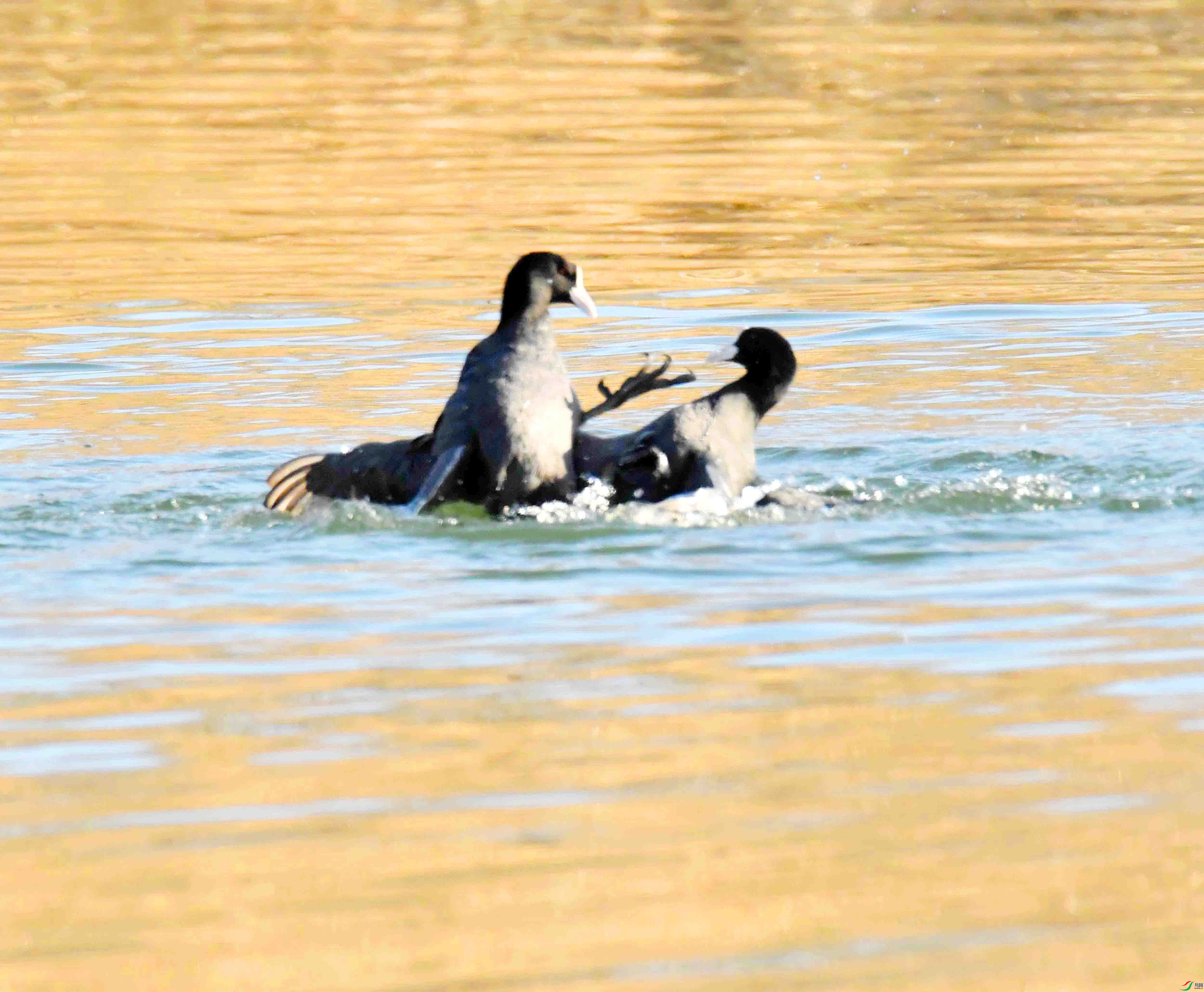 DSC_7610.JPG