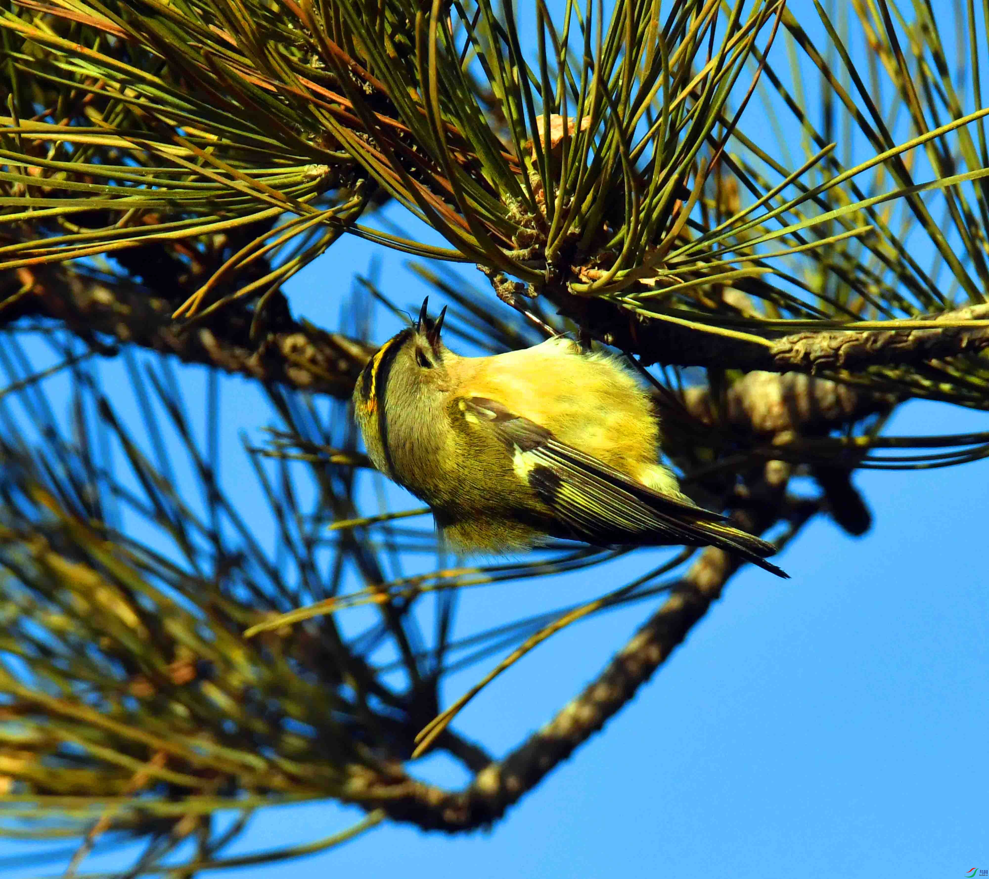 DSC_0081.JPG