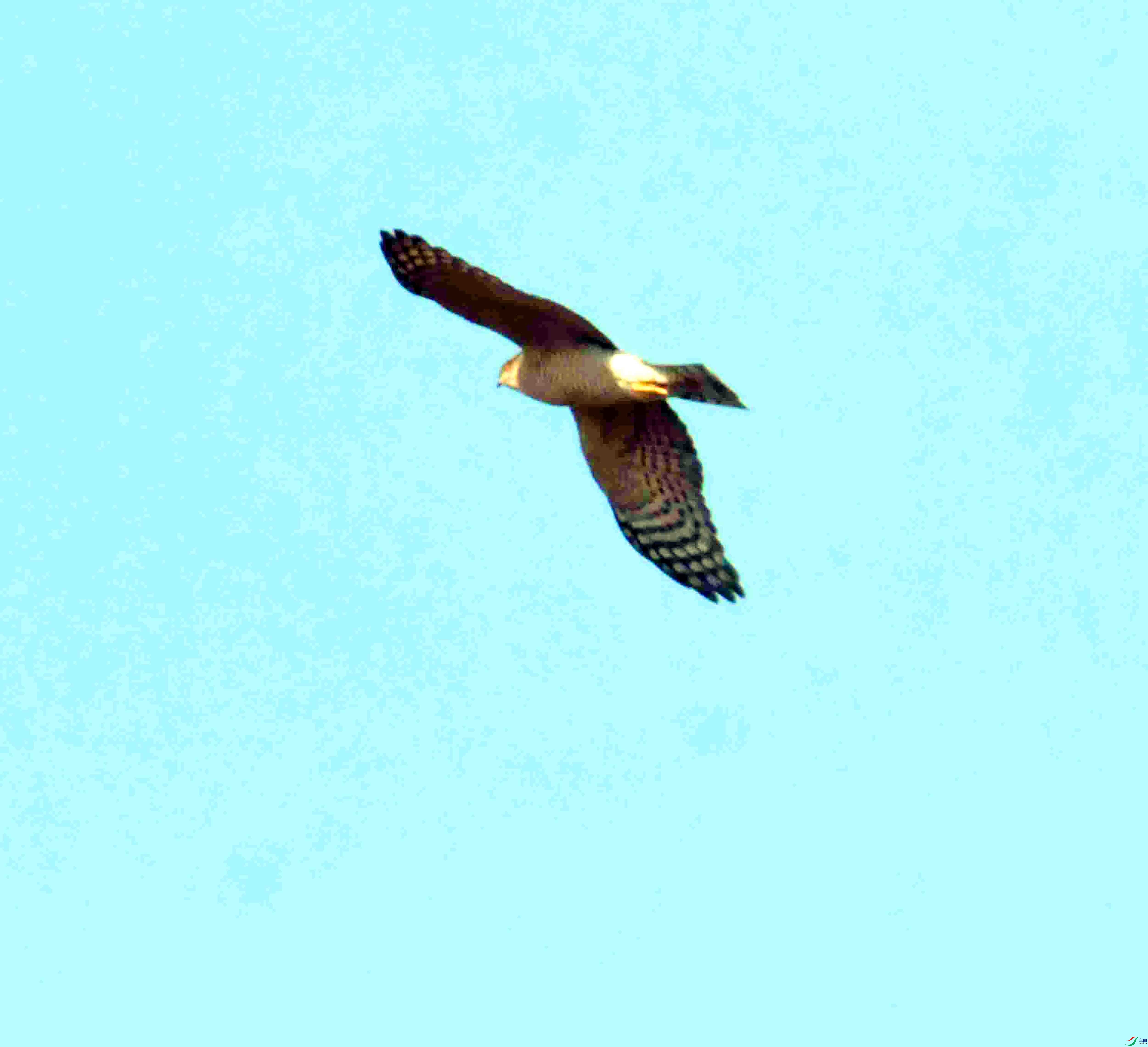 DSC_1513.JPG