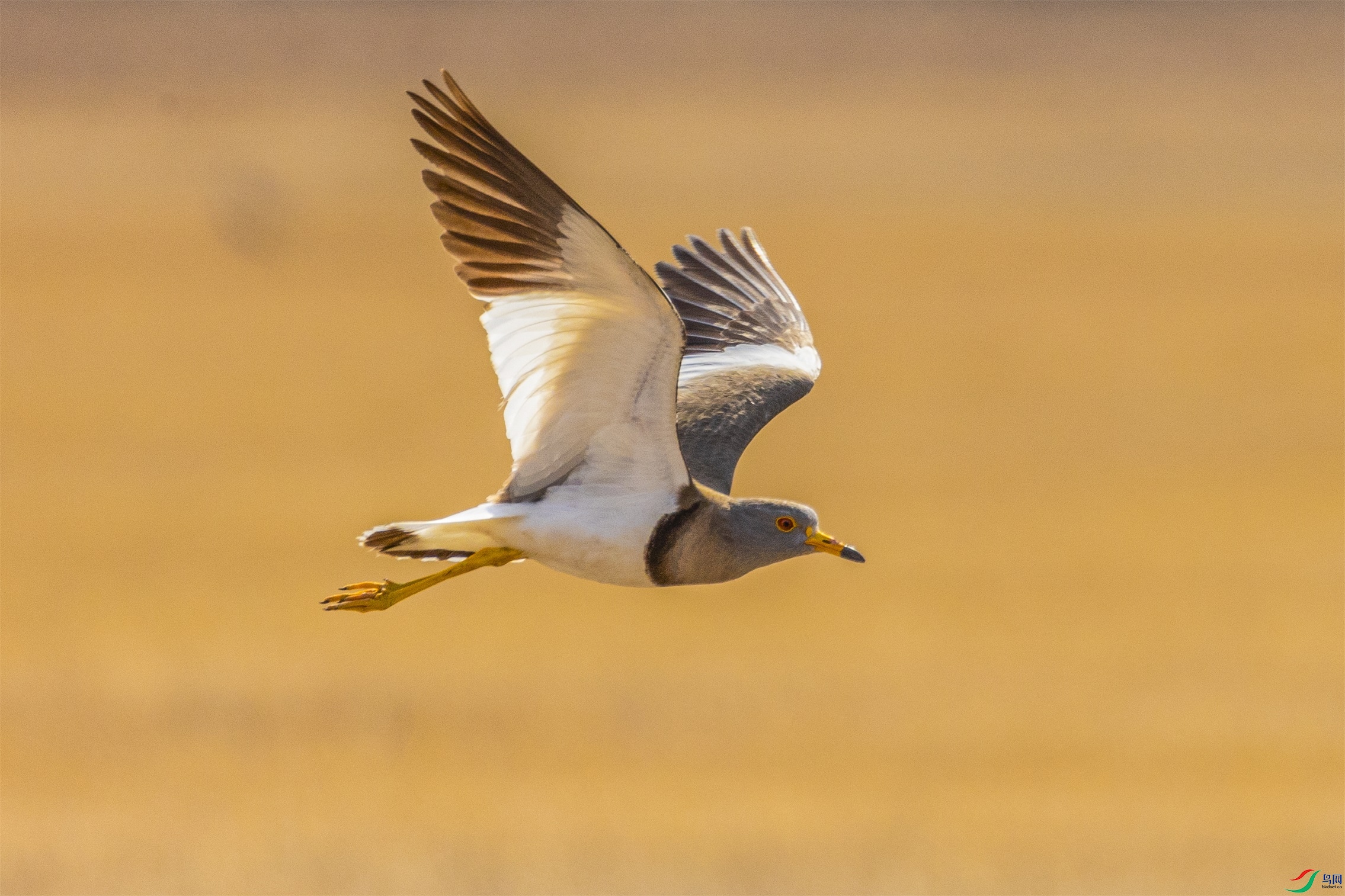 1K3A2323 ����1.jpg