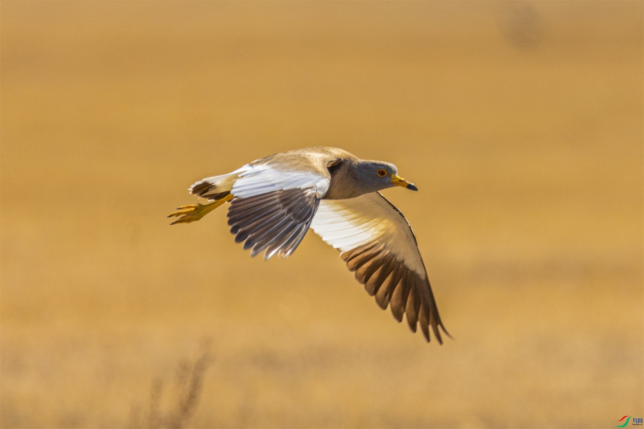 1K3A2321 ����1.jpg