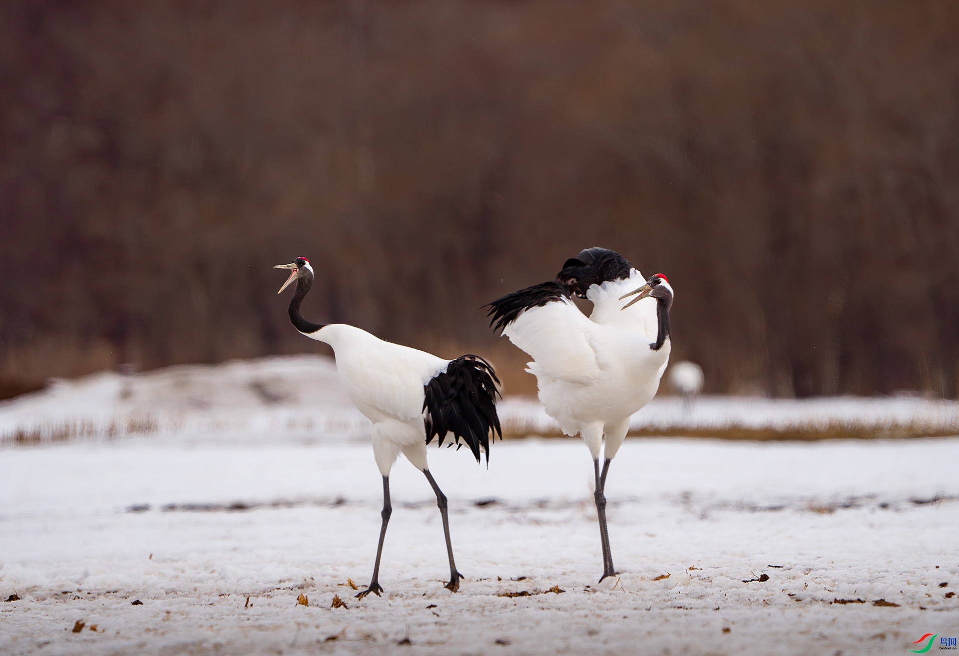 ������  ����bartonmao  ��һ.jpg