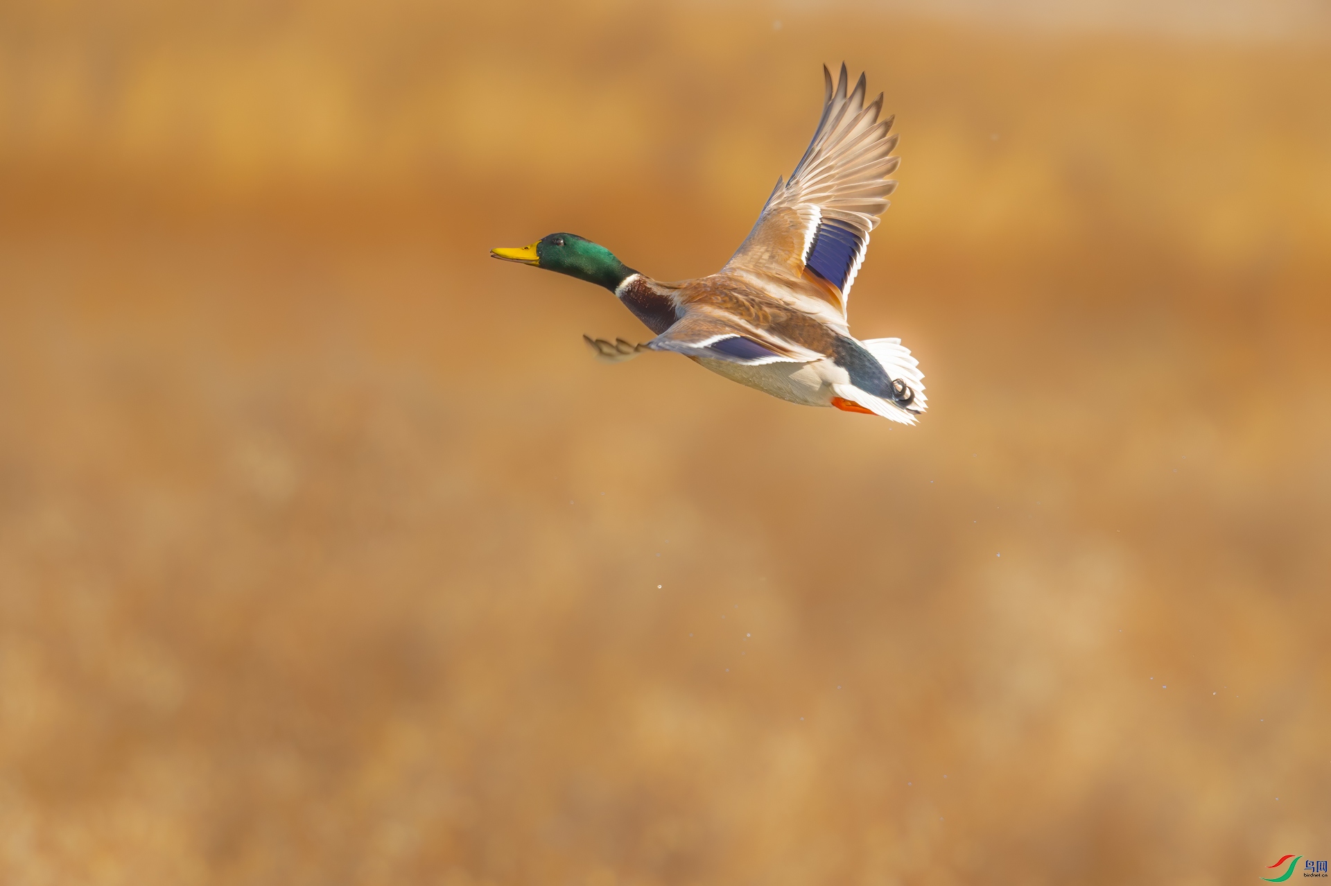 sen2016 11-22-10-�༭-�༭.jpg