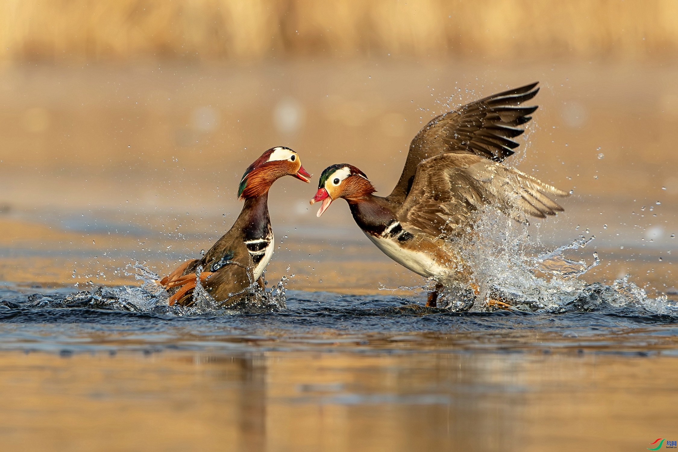 Ϊ����ս  ���� ��ʯ �ܶ�.jpg