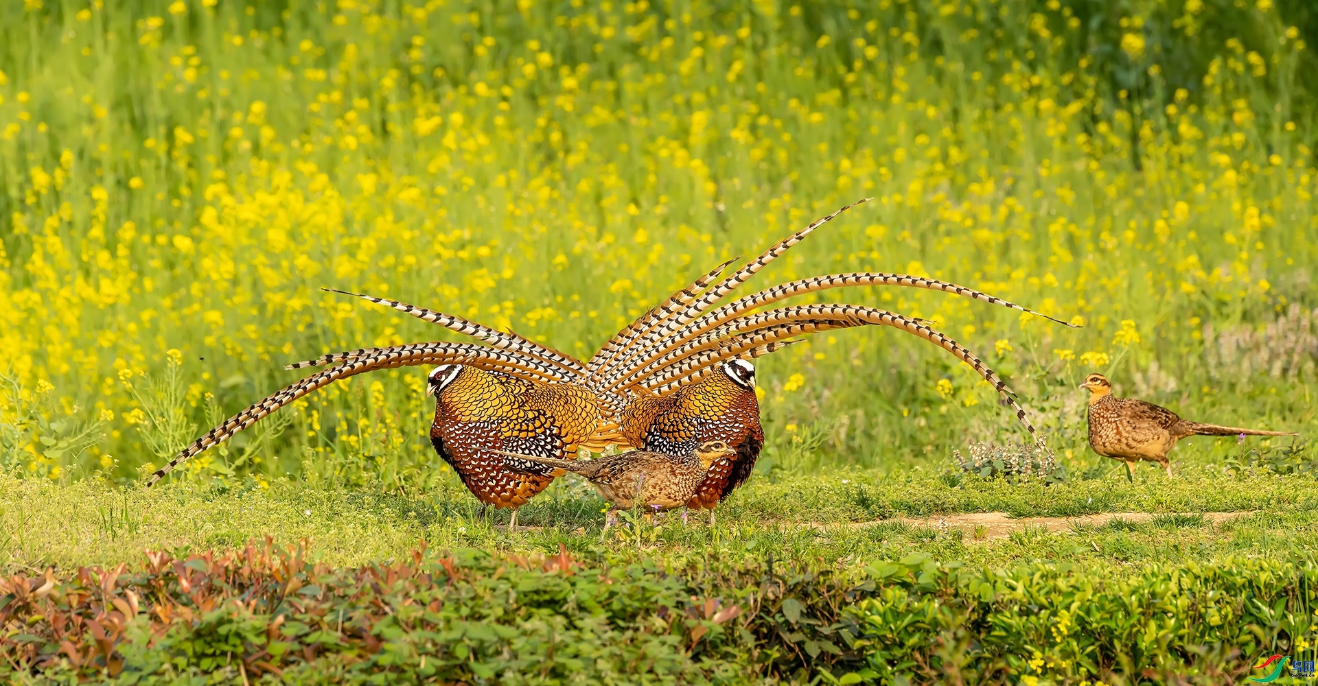 ��˫�ɶ� ���� л���� ����.jpg