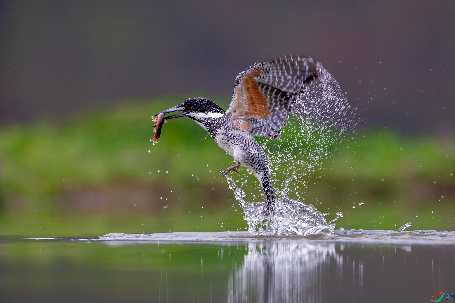 һԾ���� ���� ��ˮ��ʿ ����.jpg