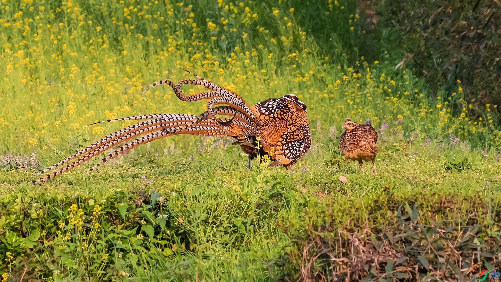 ������  ���� ����.jpg