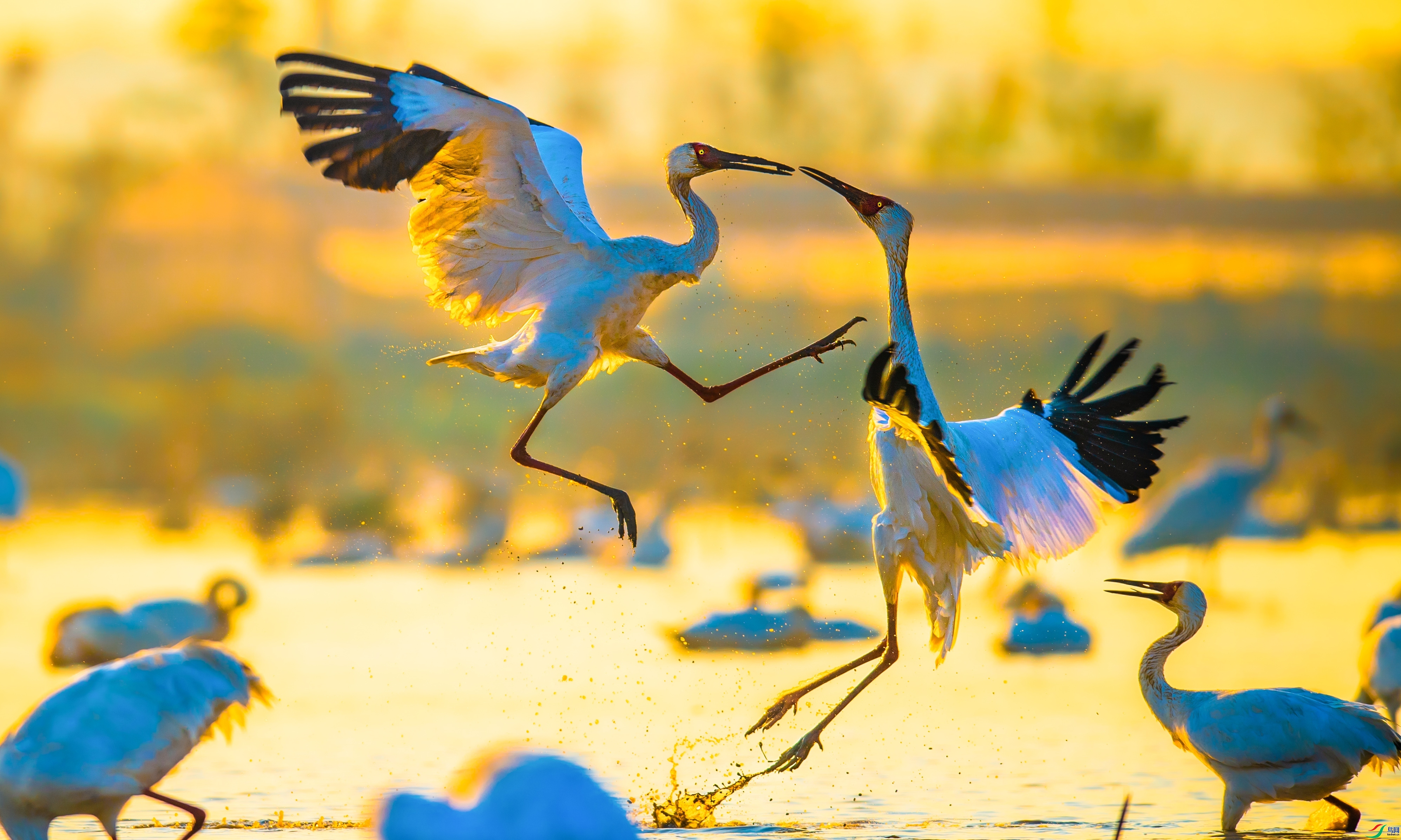 �׺����� ���� ��������bj ����.jpg