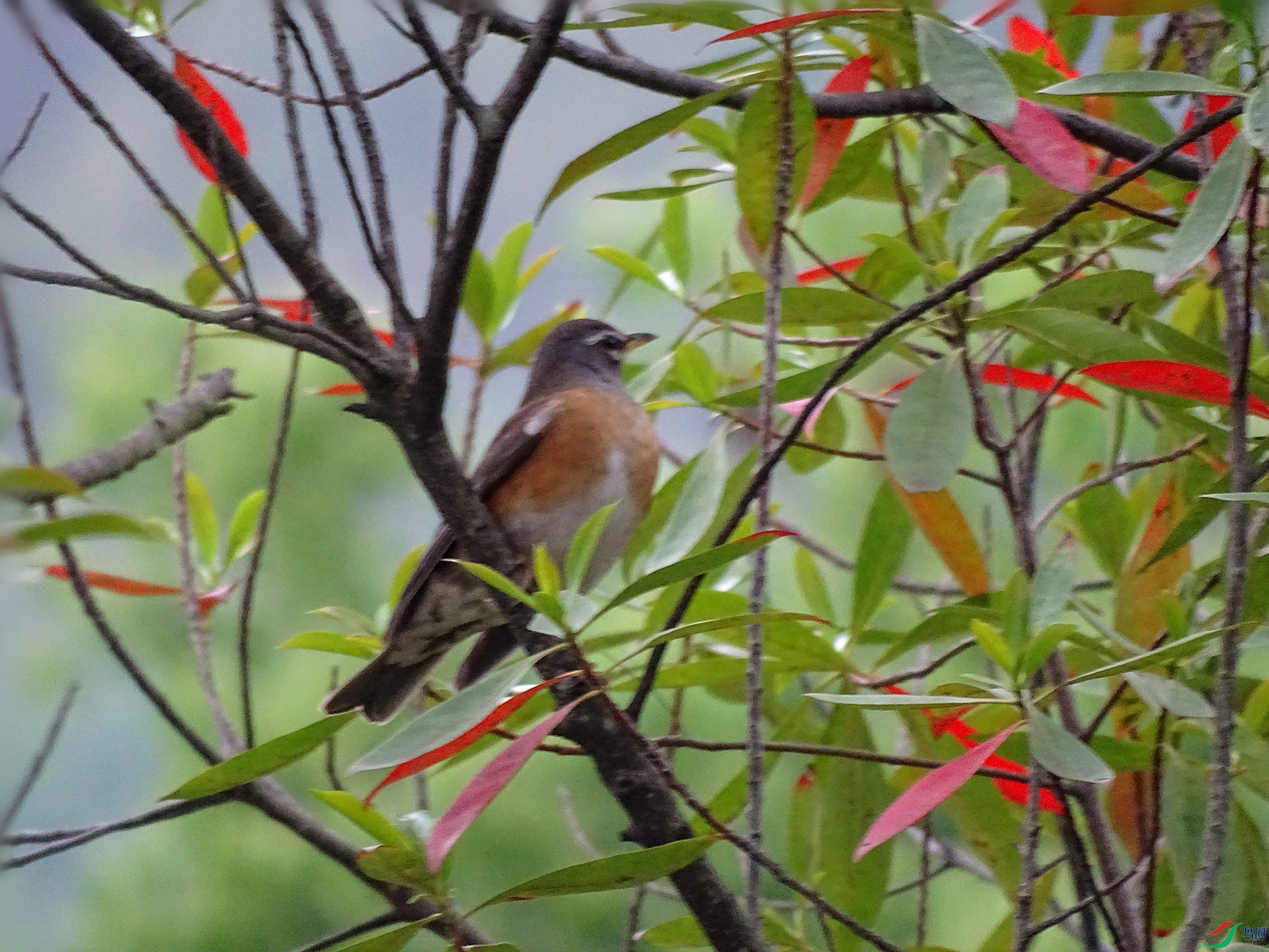 DSC05078_����.jpg