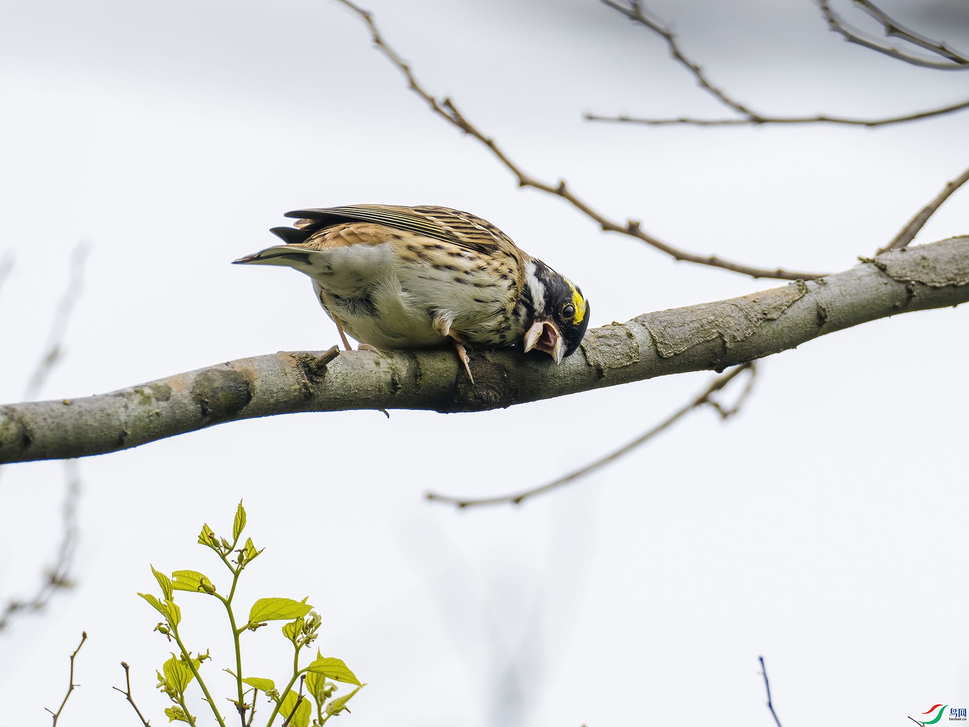 01 P4074818-DeNoiseAI-standard.jpg