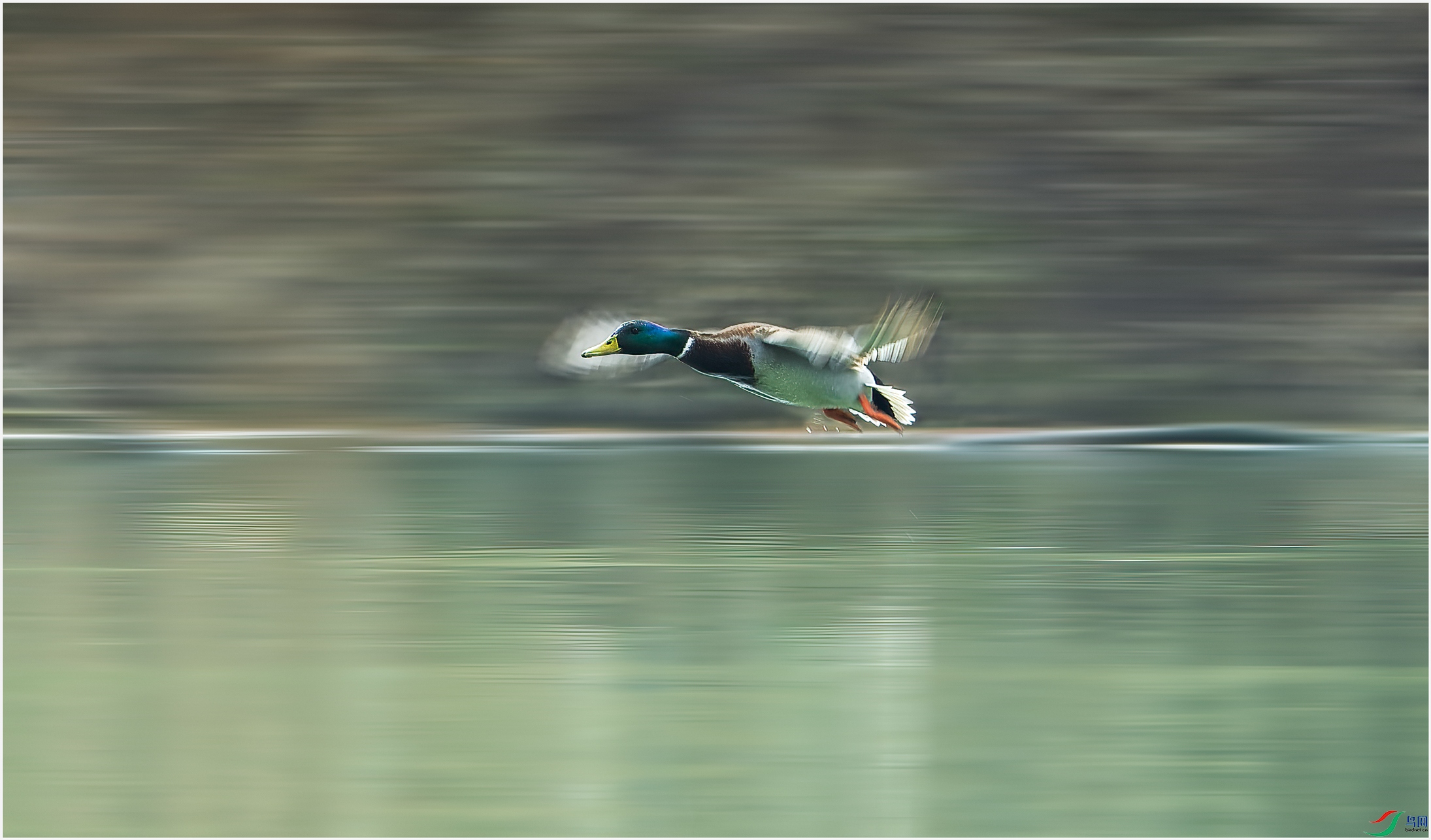 _DSC6305-NEF_DxO_DeepPRIME.jpg