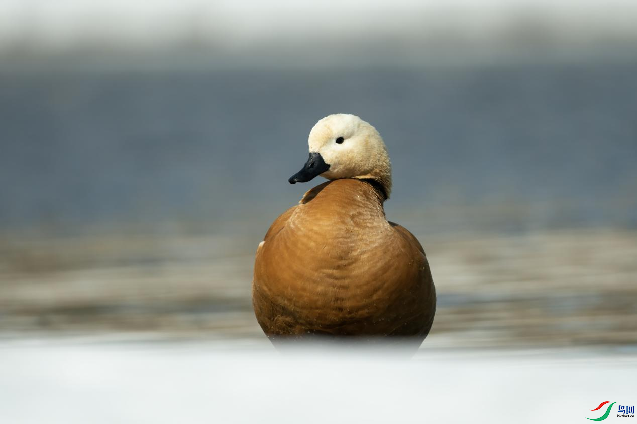 ���ҵ�һ������SIGMA��500mm F5.6 DG DN OS��ͷʱ���ұ������������𺳣�����������㣬����Я�����㣬�ʺ� ...