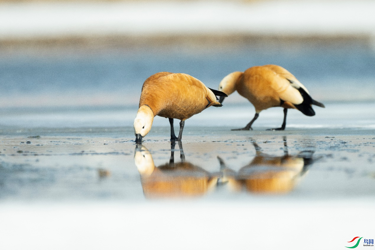 ������Ʒ�ص� 1������������ı���β������    �豸�ͺ� ILCE-7RM5  ��Ȧ f/5.6 �ع�ʱ�� 1/321  ��������  ...