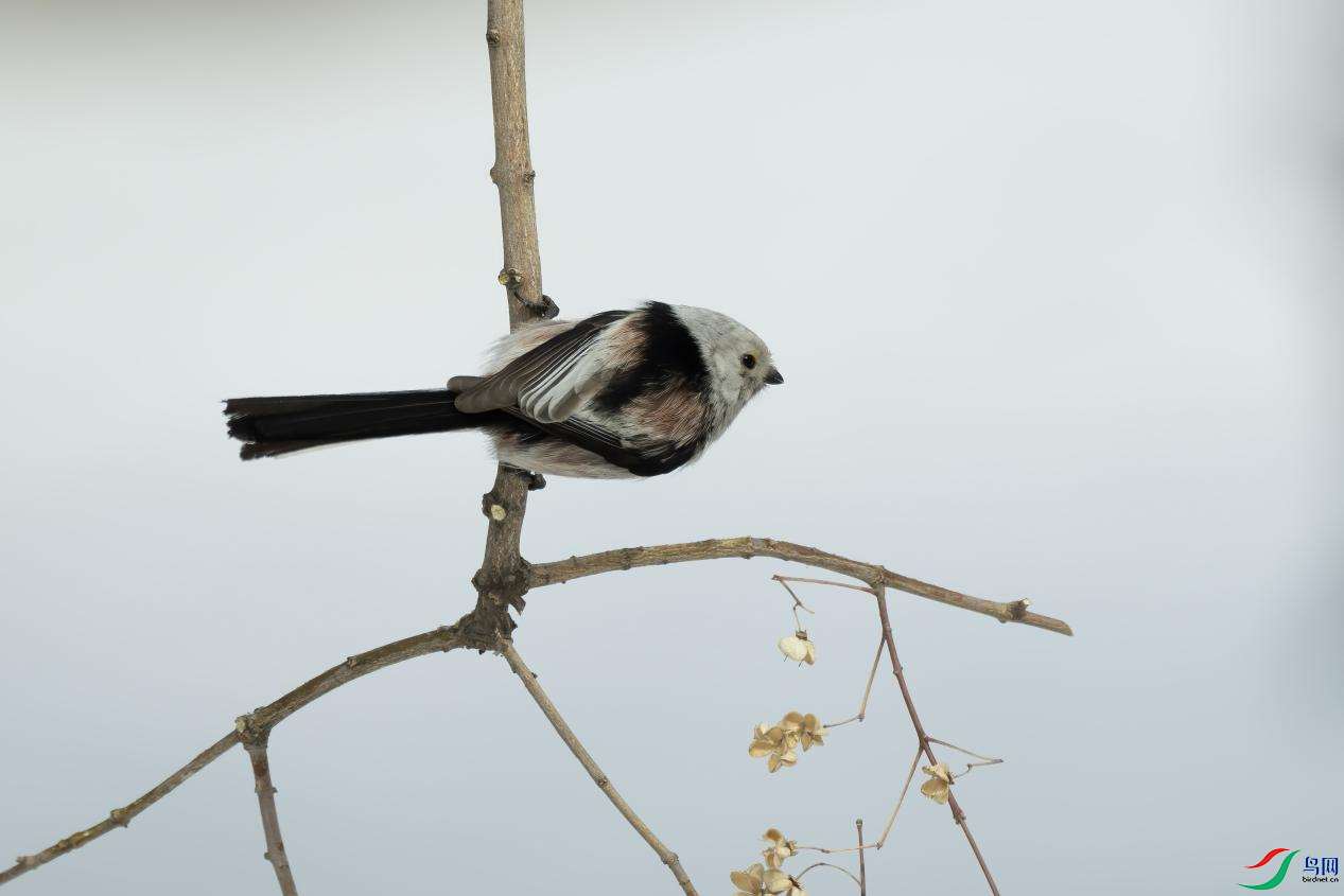 2��������㣺 ��Ȧ f5.6  1/3200������������㣬��1����Ѹ�ٶԽ������������㣻��2���������в��ܽ�����3 ...