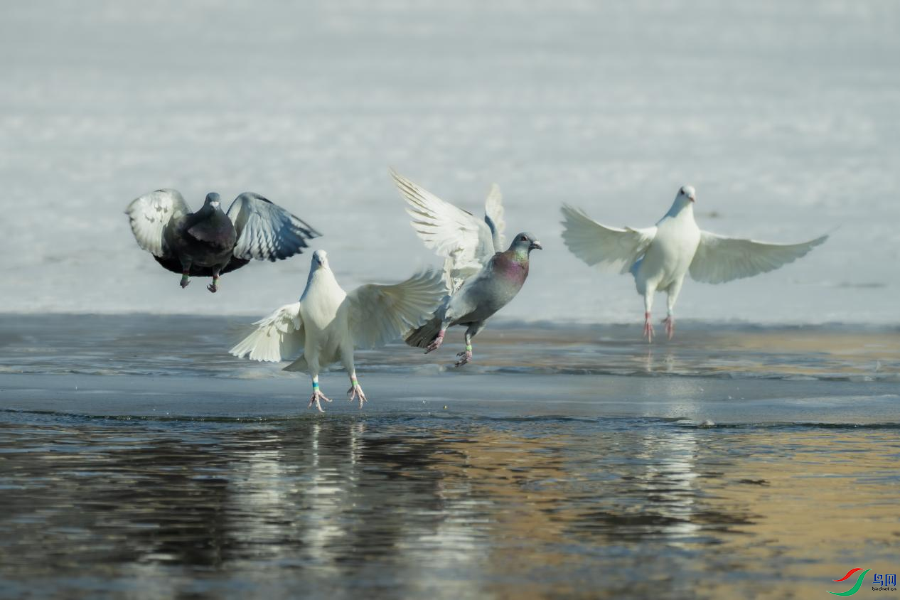 3����̬תΪ��̬��˲�䣺 ��Ȧf5.6  1/2500��500mm F5.6 DG DN OS��̬�����ٱ��ֵ��쳣���񣬼�ֻ���ӱ���  ...