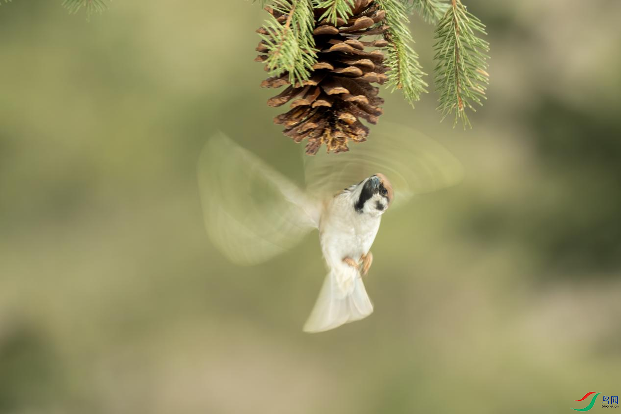 6��Զ�������㣺Զ��������һ����������ֲ�������������д����ֲ�ʧ�����Ⱥ���ʵ�ȡ���������Ƭ��  ...