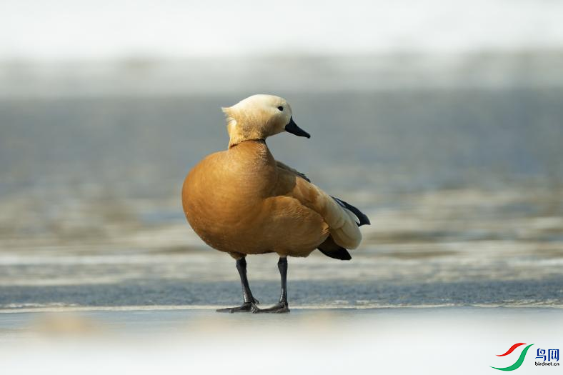 8�����˻��ʺ�Զ��������������SIGMA500mm F5.6 DG DN OS��ͷ�����������Ҳ������������̵�ӡ����Ȼ��  ...