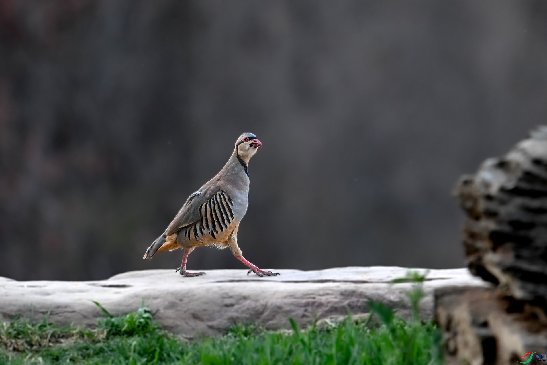 DSC_6964a.jpg