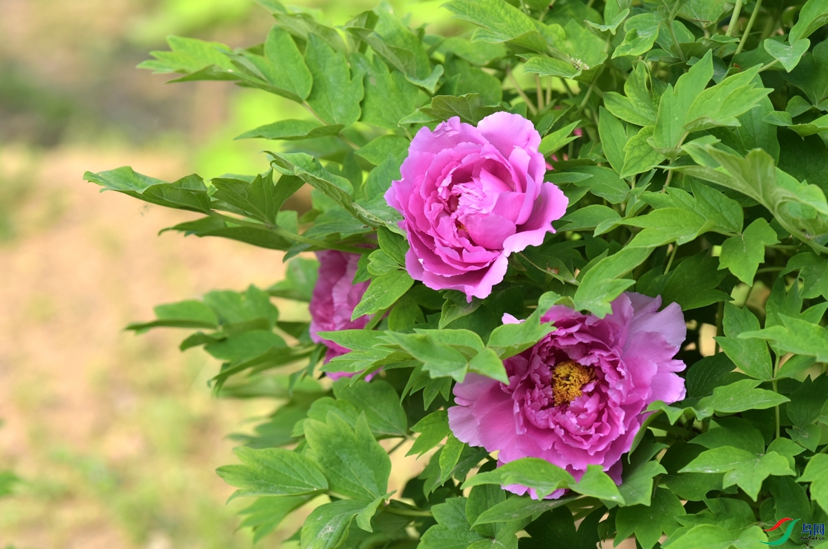 DSC_7351.JPG