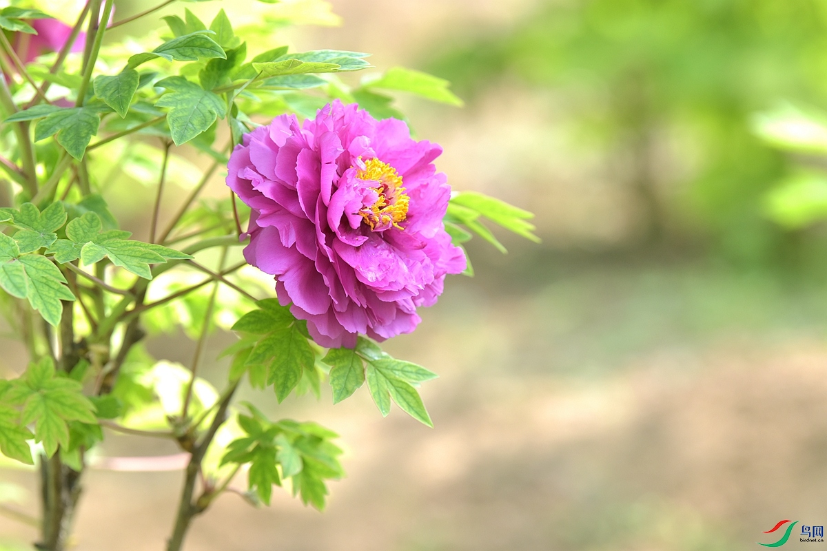 DSC_8239.JPG