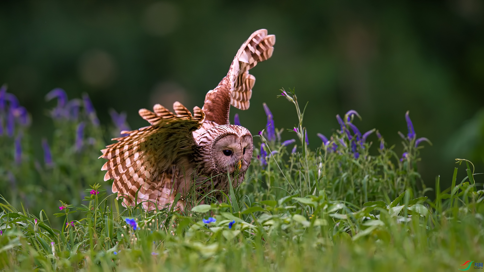 _DSC5651==1w.jpg