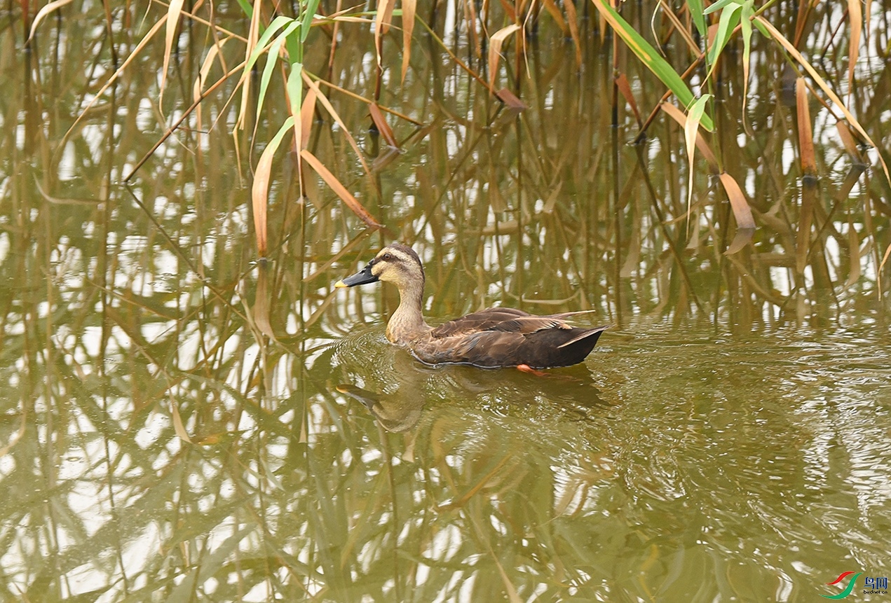 DSC_6852f.jpg