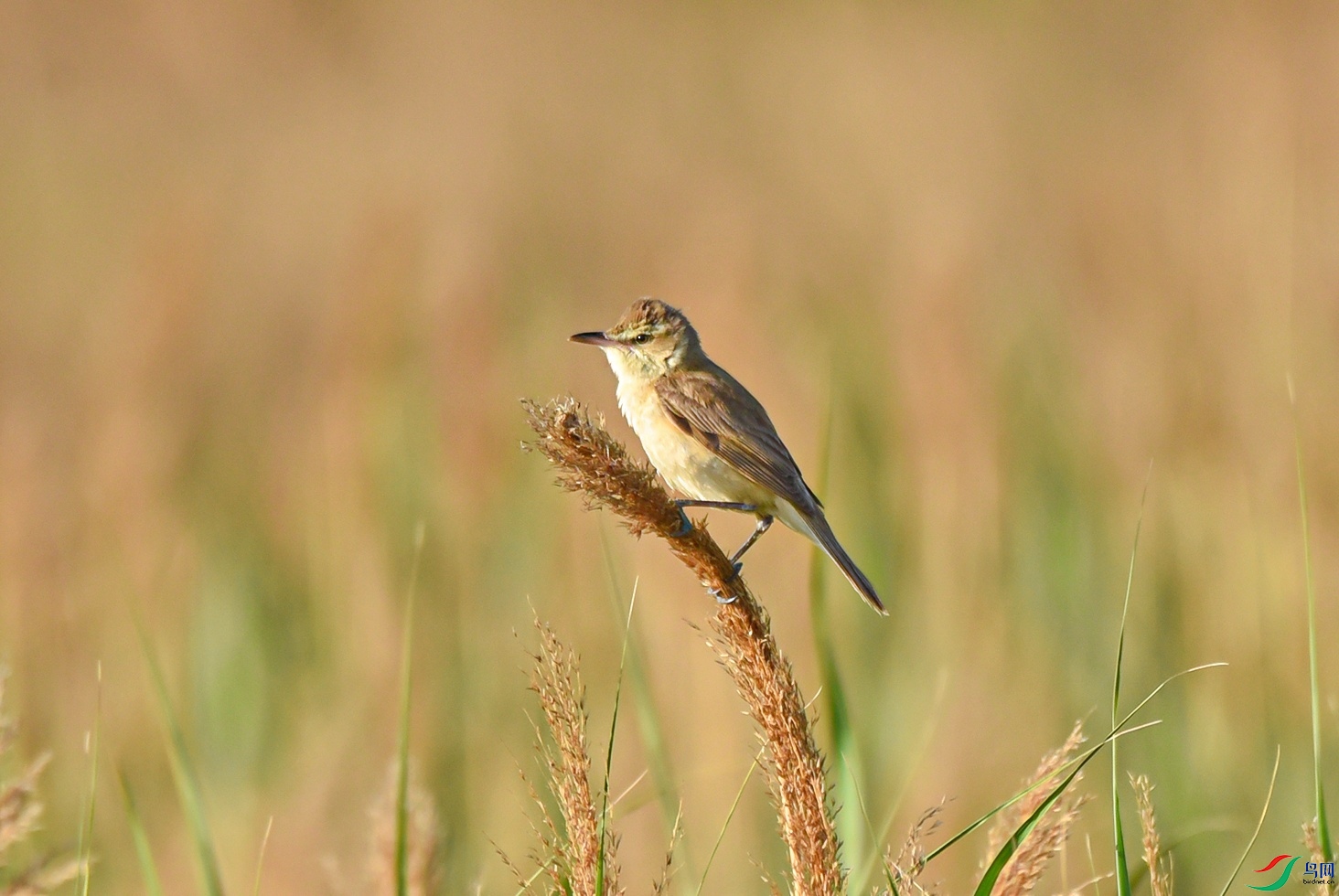 DSC_8106f.jpg