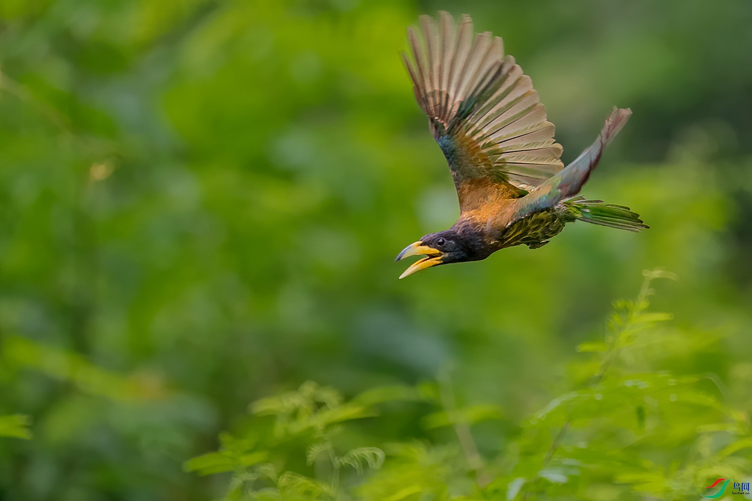 _DSC2028-1-DeNoiseAI-denoise.jpg