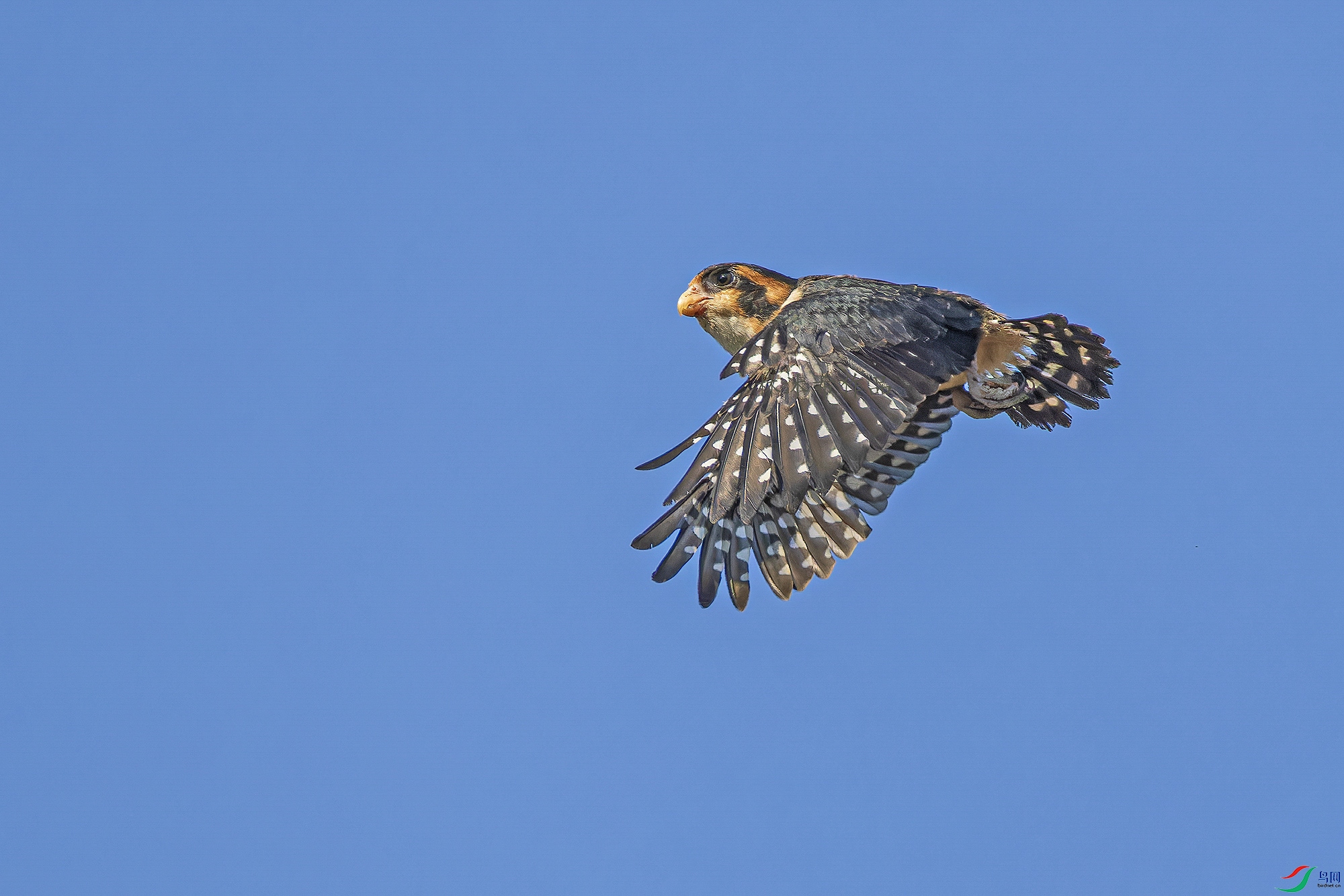 _97A8636-CR3 copy.jpg