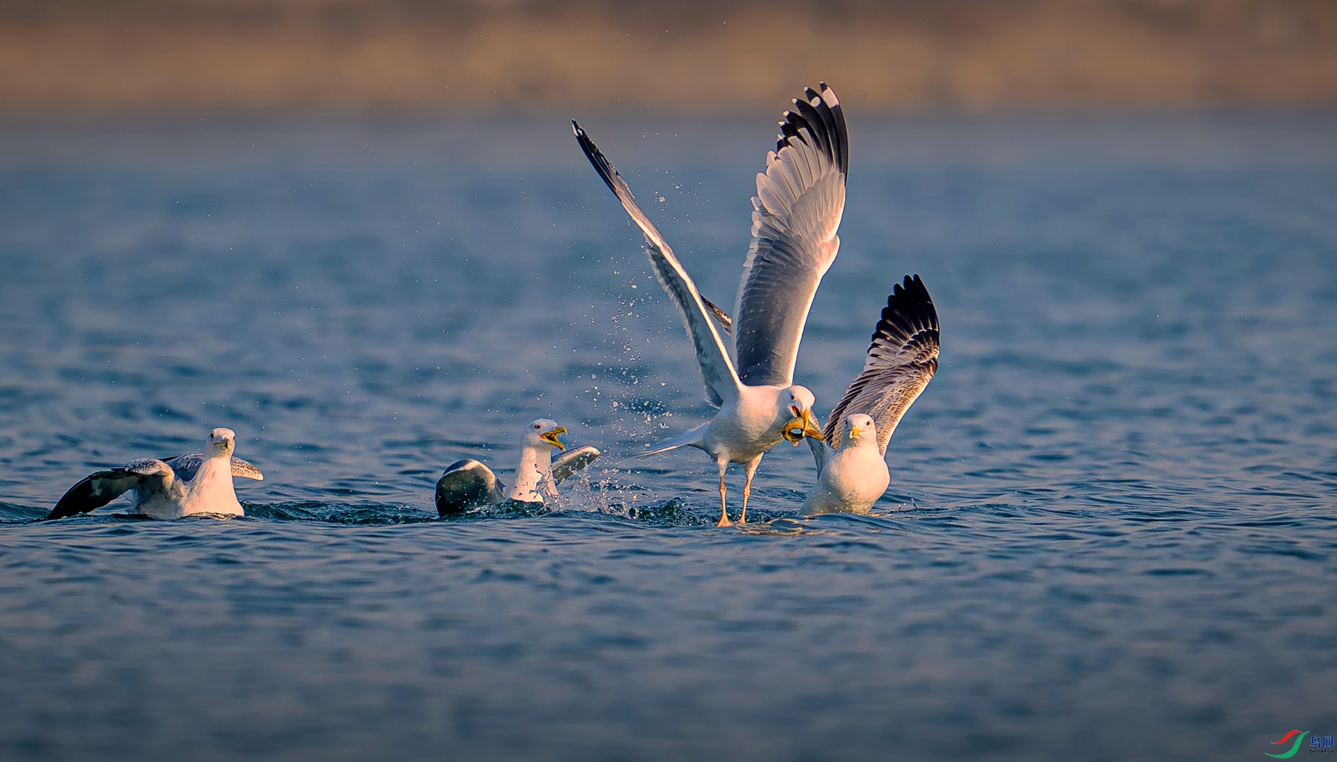 _DSC7764==1w.jpg