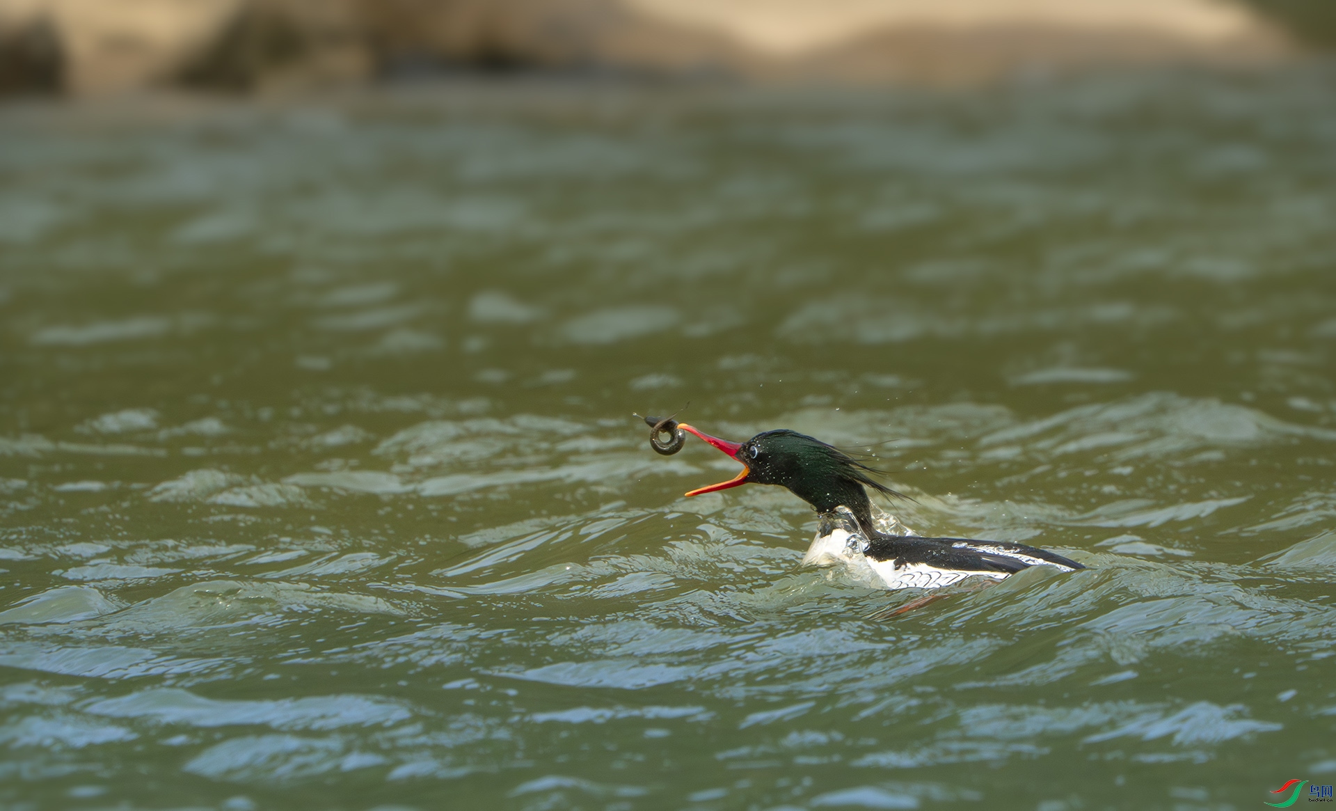 _DSC0781-����ǿ-NR ����.jpg