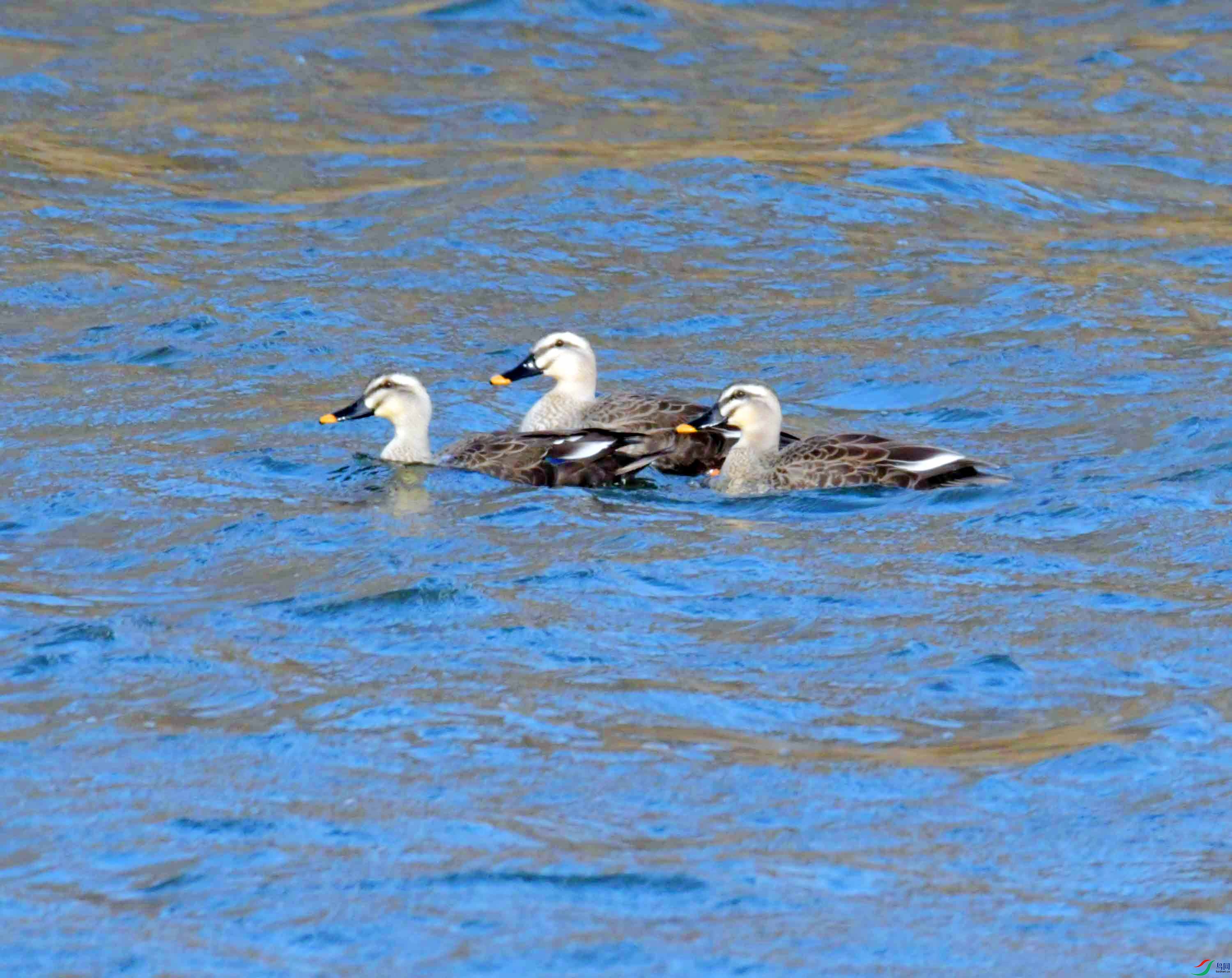 DSC_4788.JPG