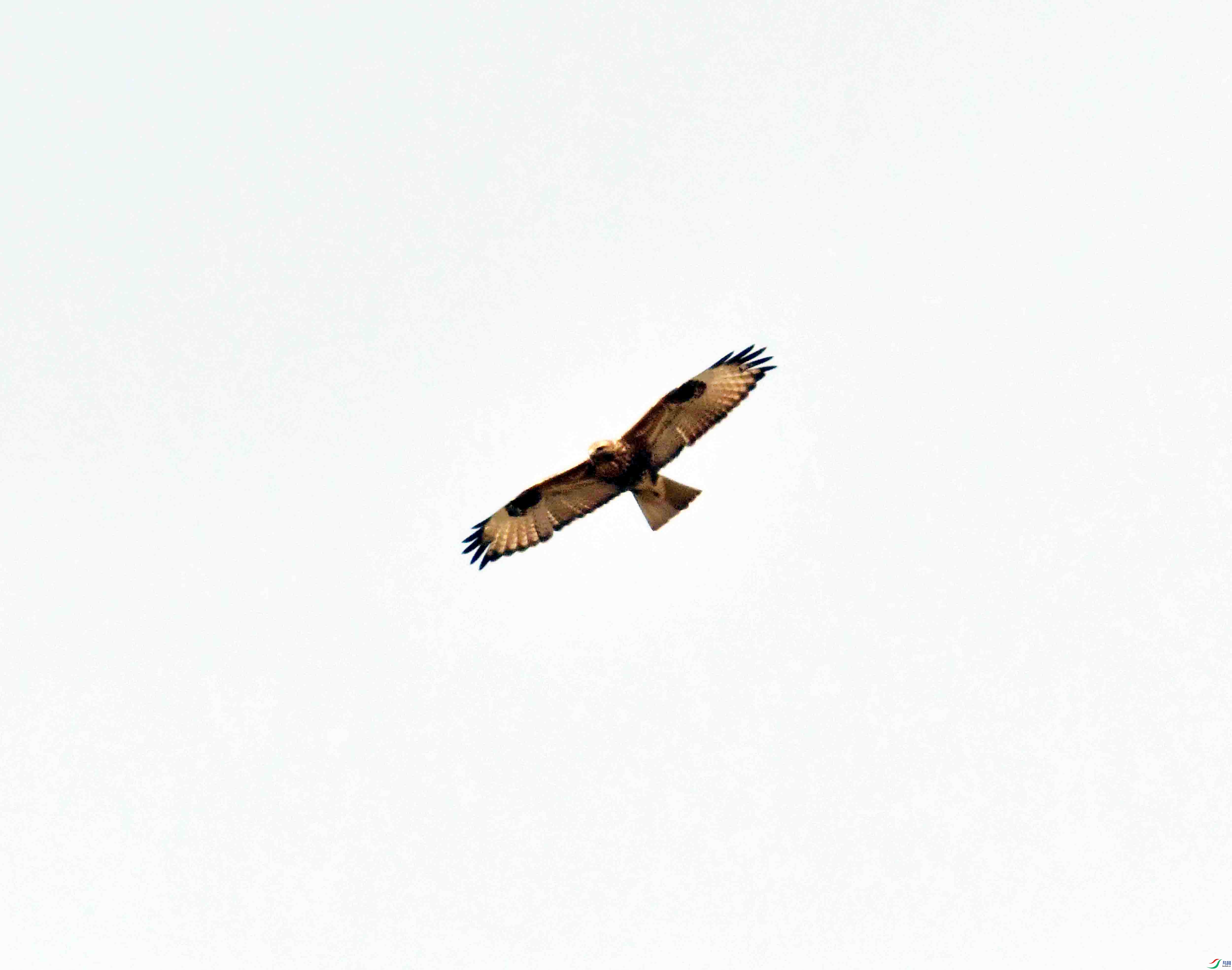 DSC_7787.JPG