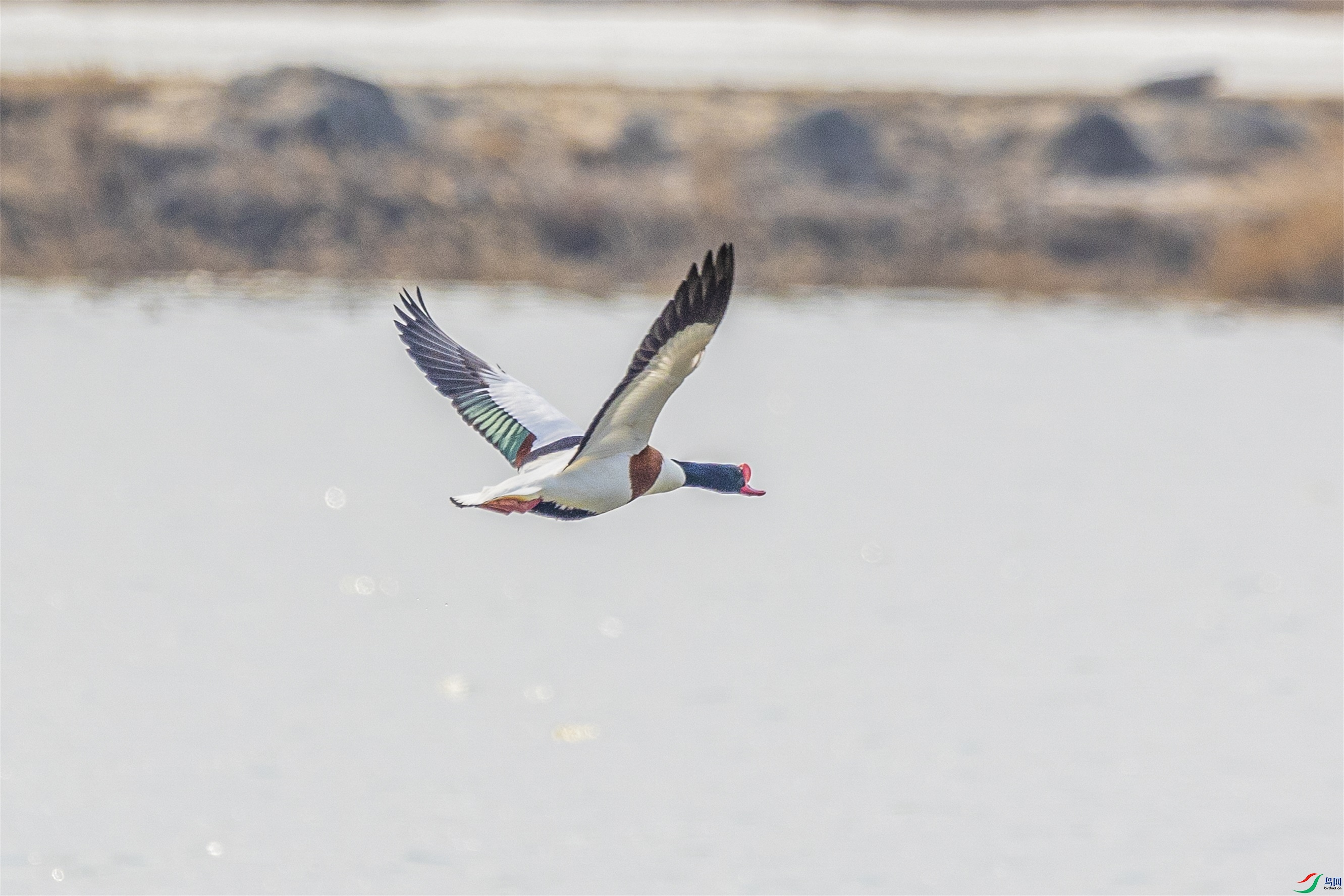 1K3A2148 ����1.jpg