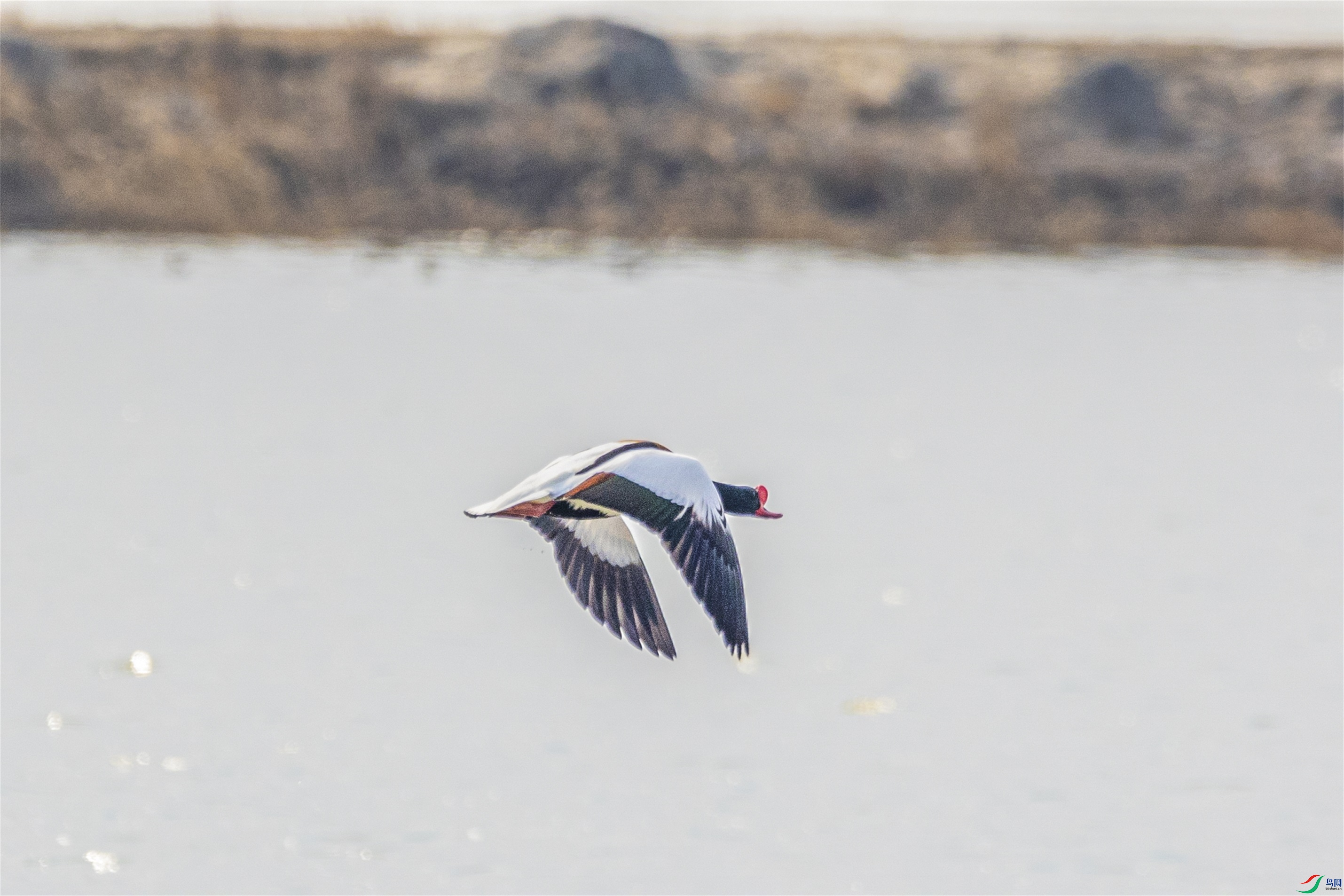 1K3A2146 ����1.jpg