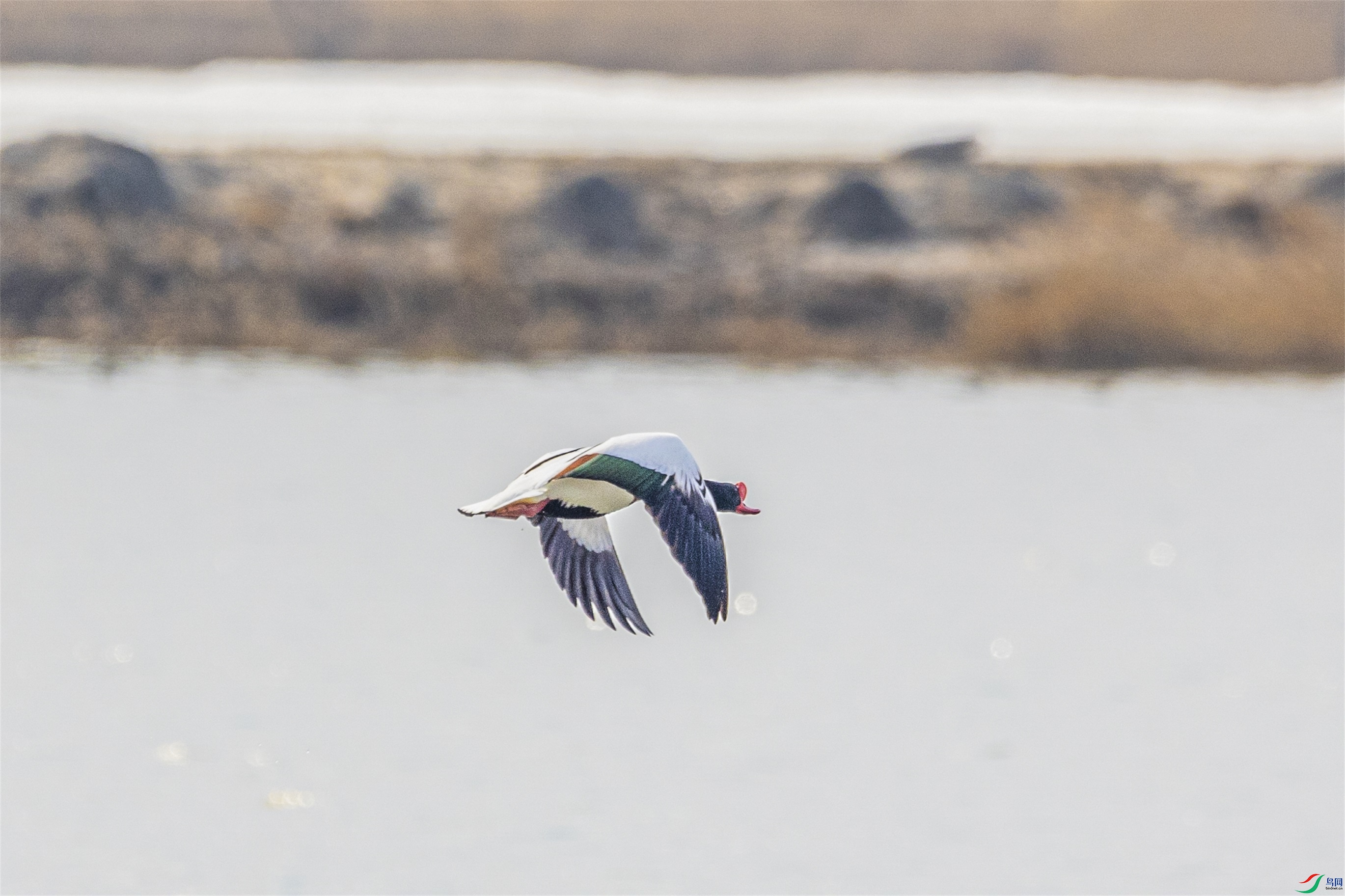 1K3A2150 ����1.jpg