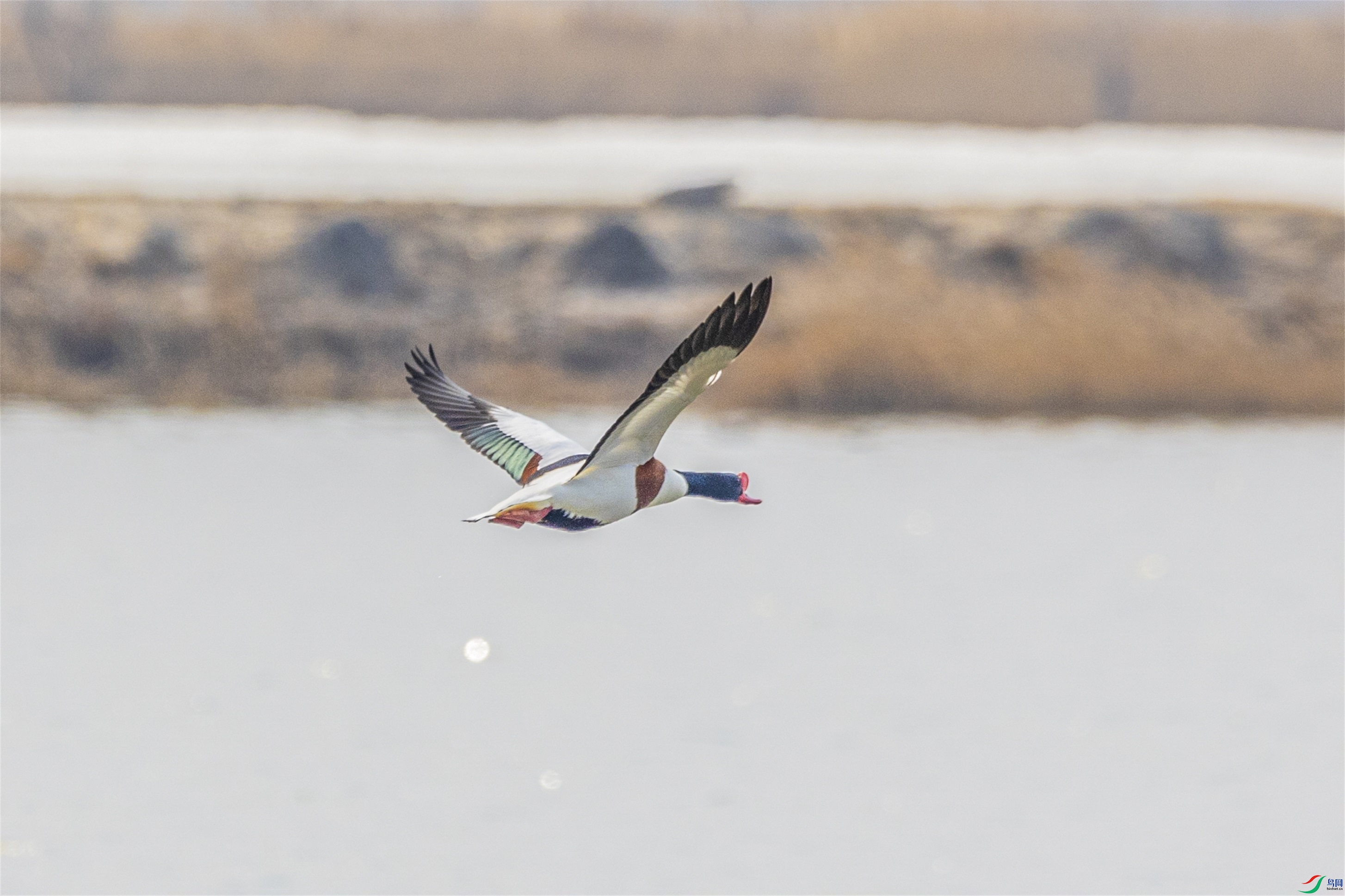 1K3A2152 ����1.jpg