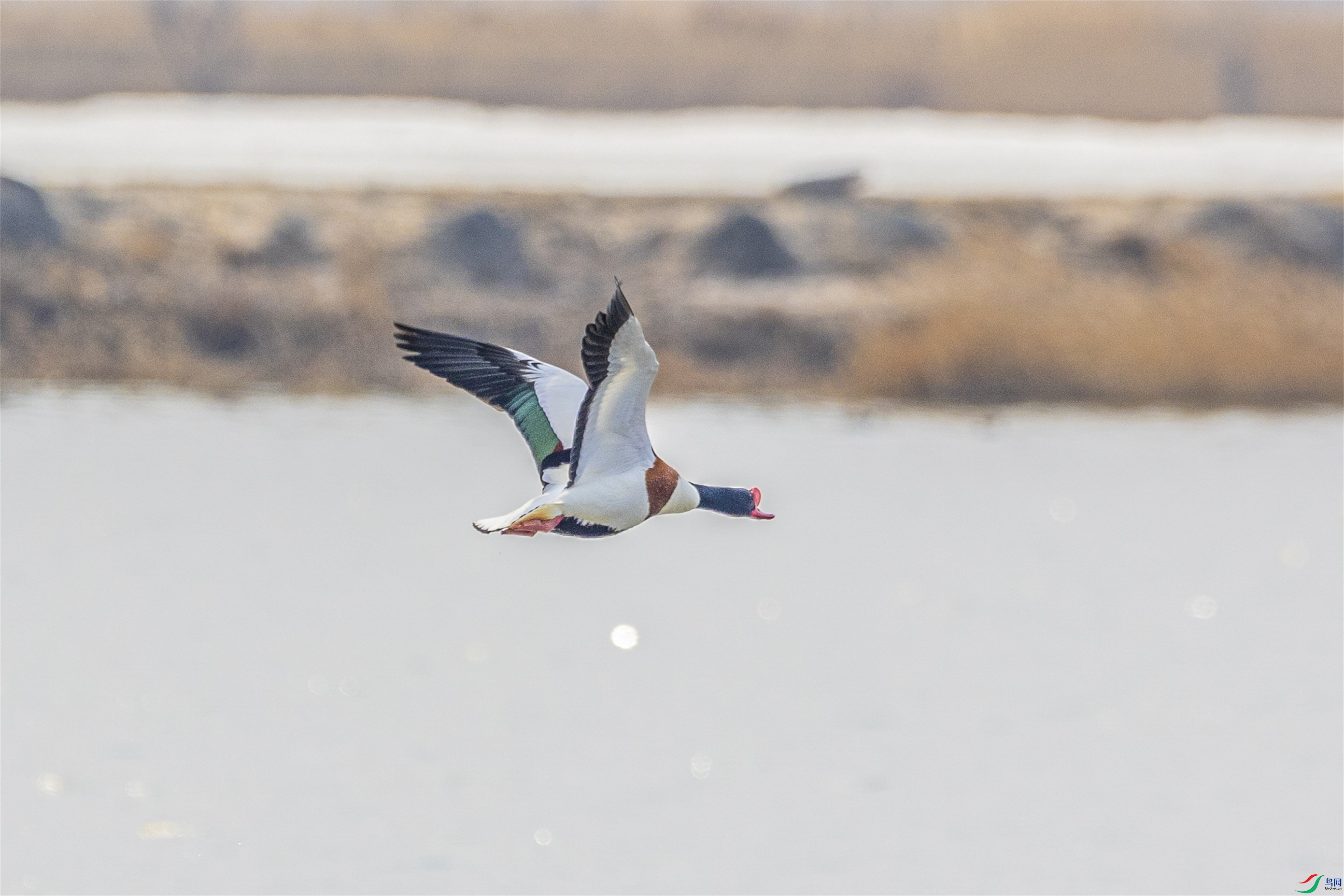 1K3A2151 ����1.jpg