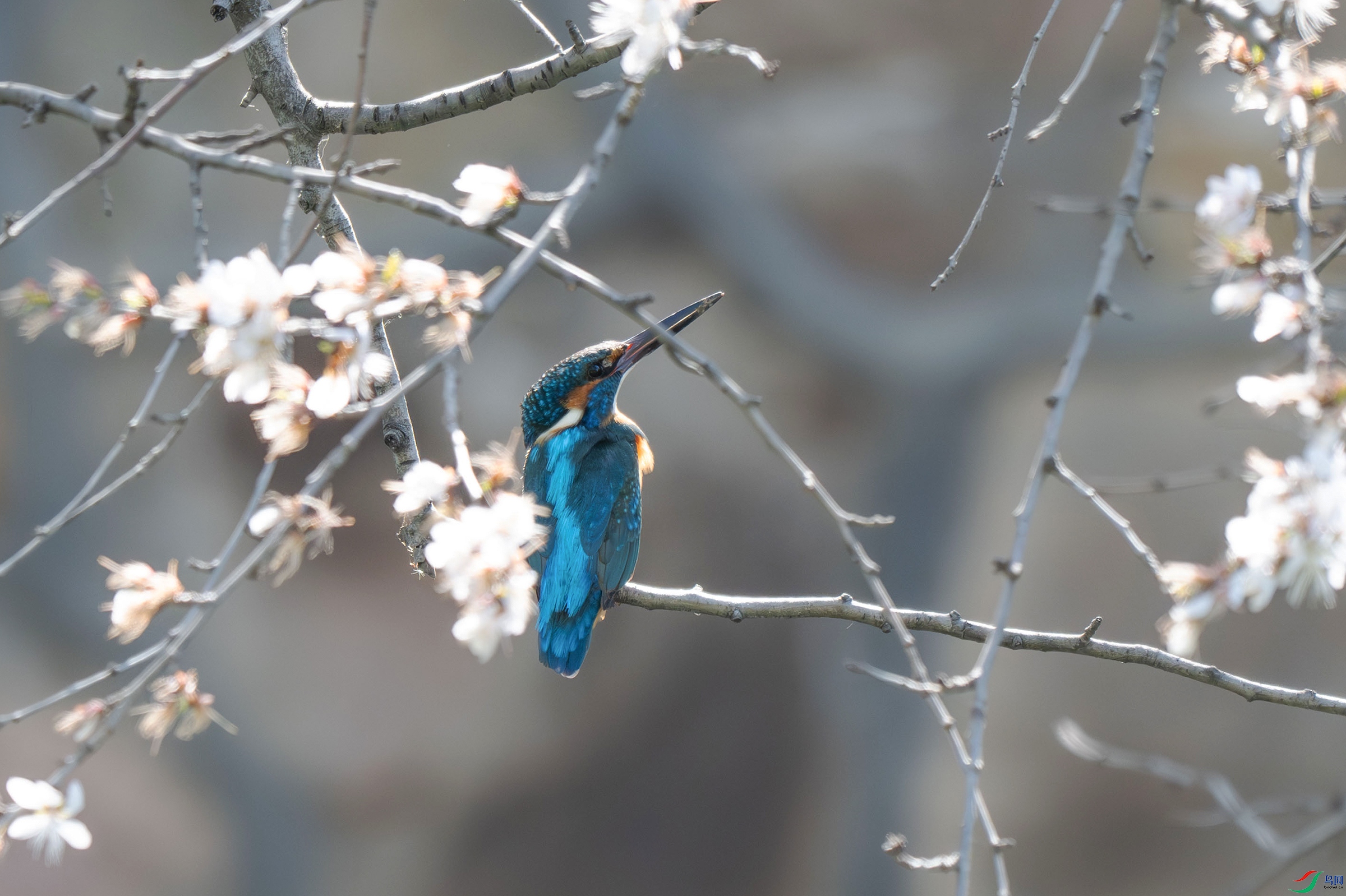 DSC_8011-.jpg