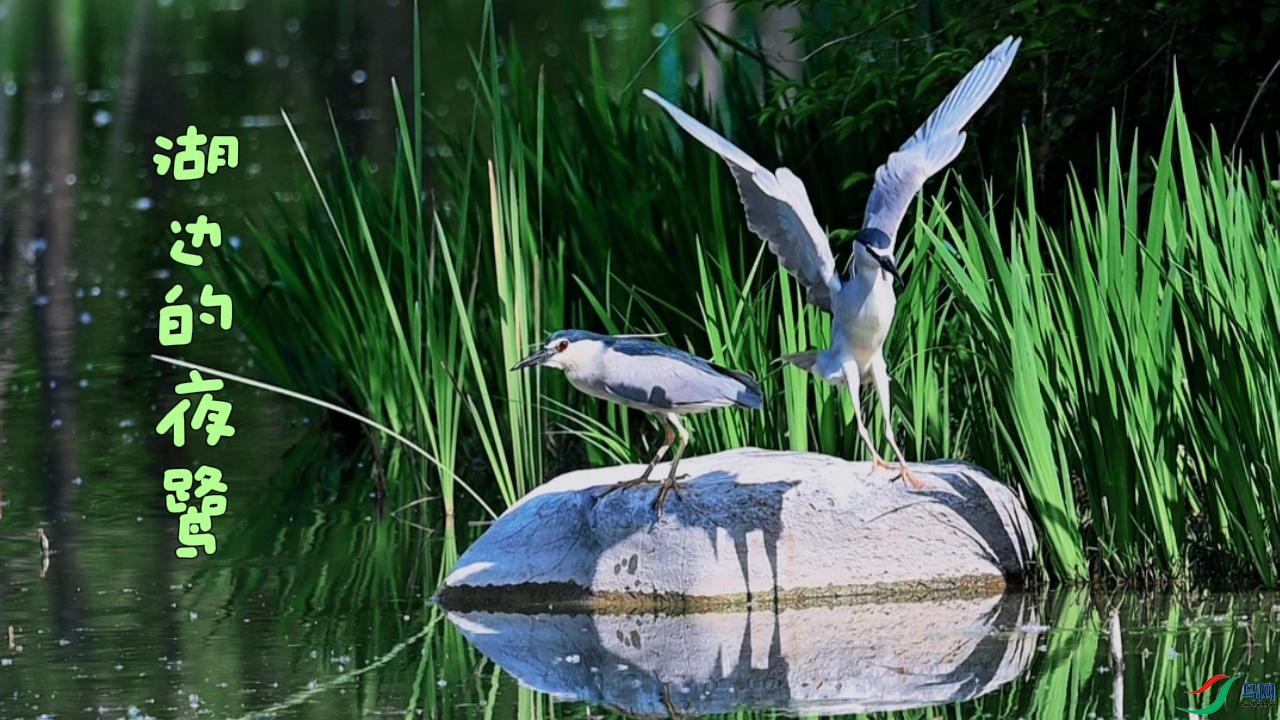 ���ߵ�ҹ��