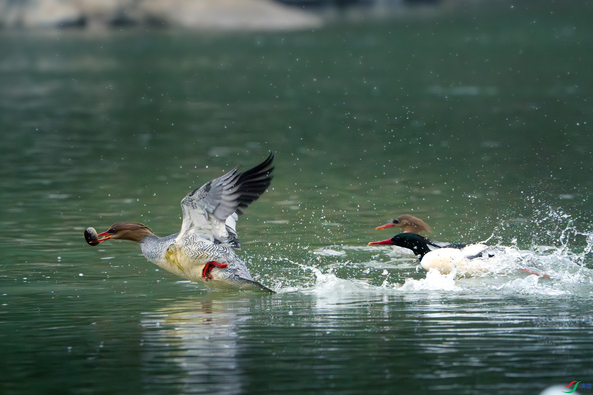 _DSC7556-����ǿ-NR ����.jpg