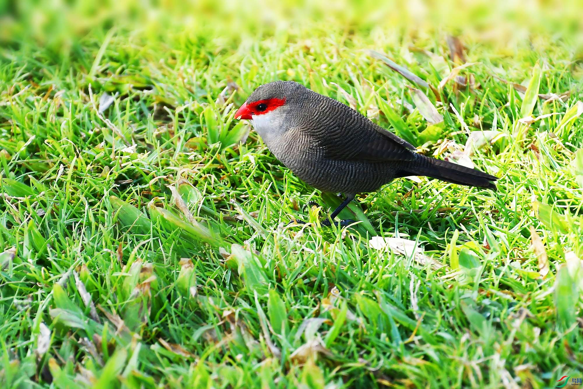 DSC_8514_.jpg