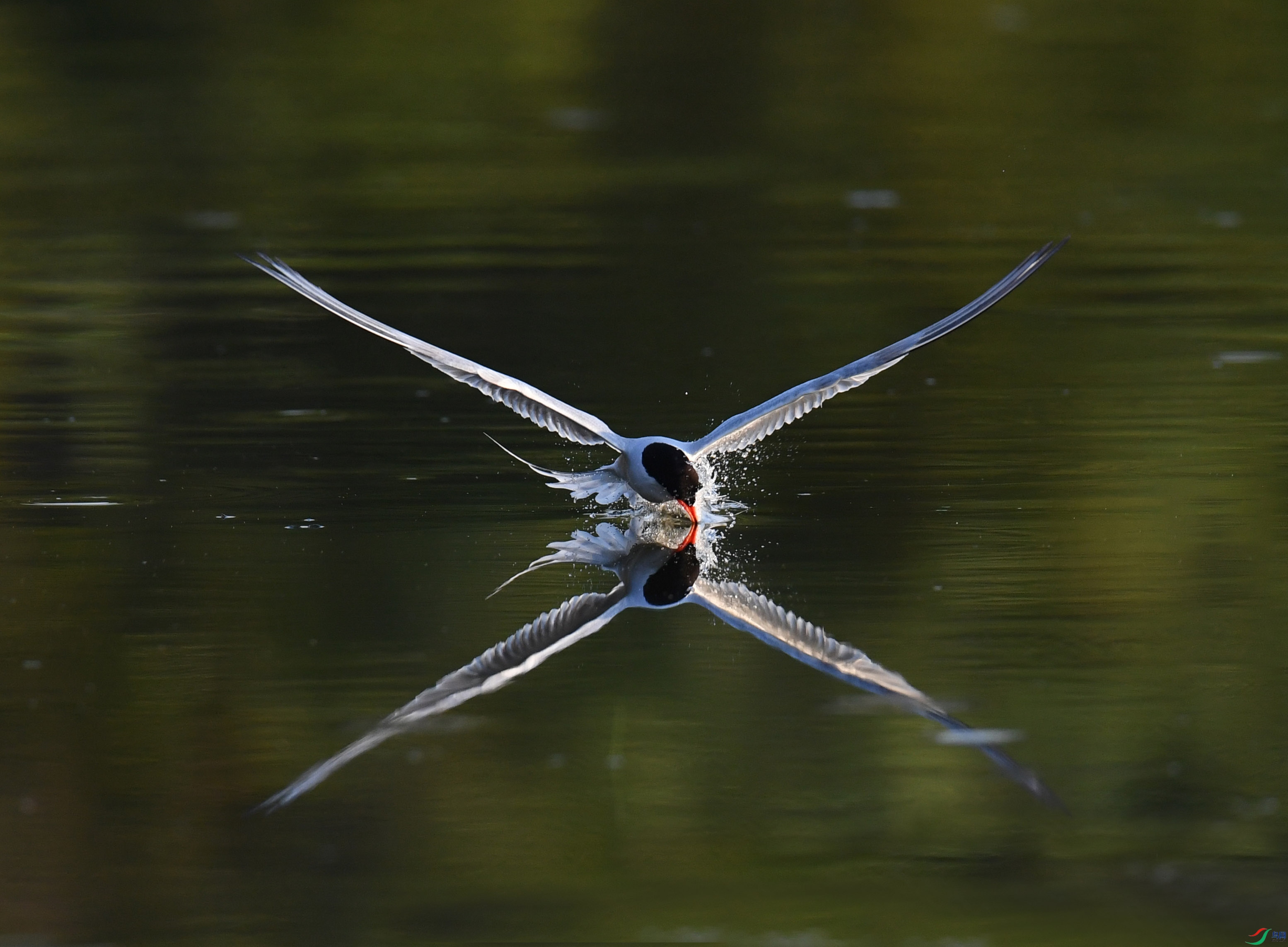 DSC_4480.JPG