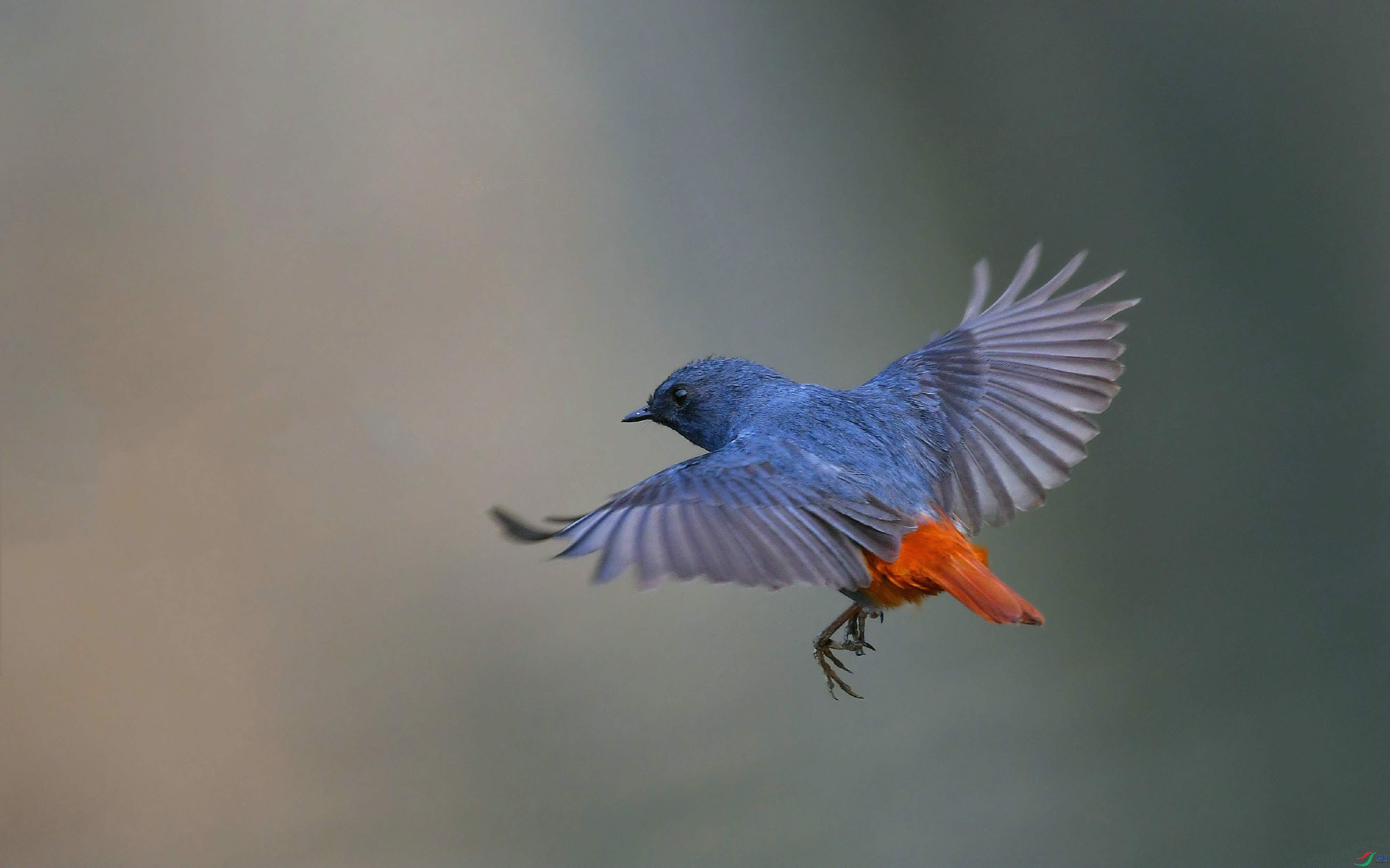 DSC_9118.JPG