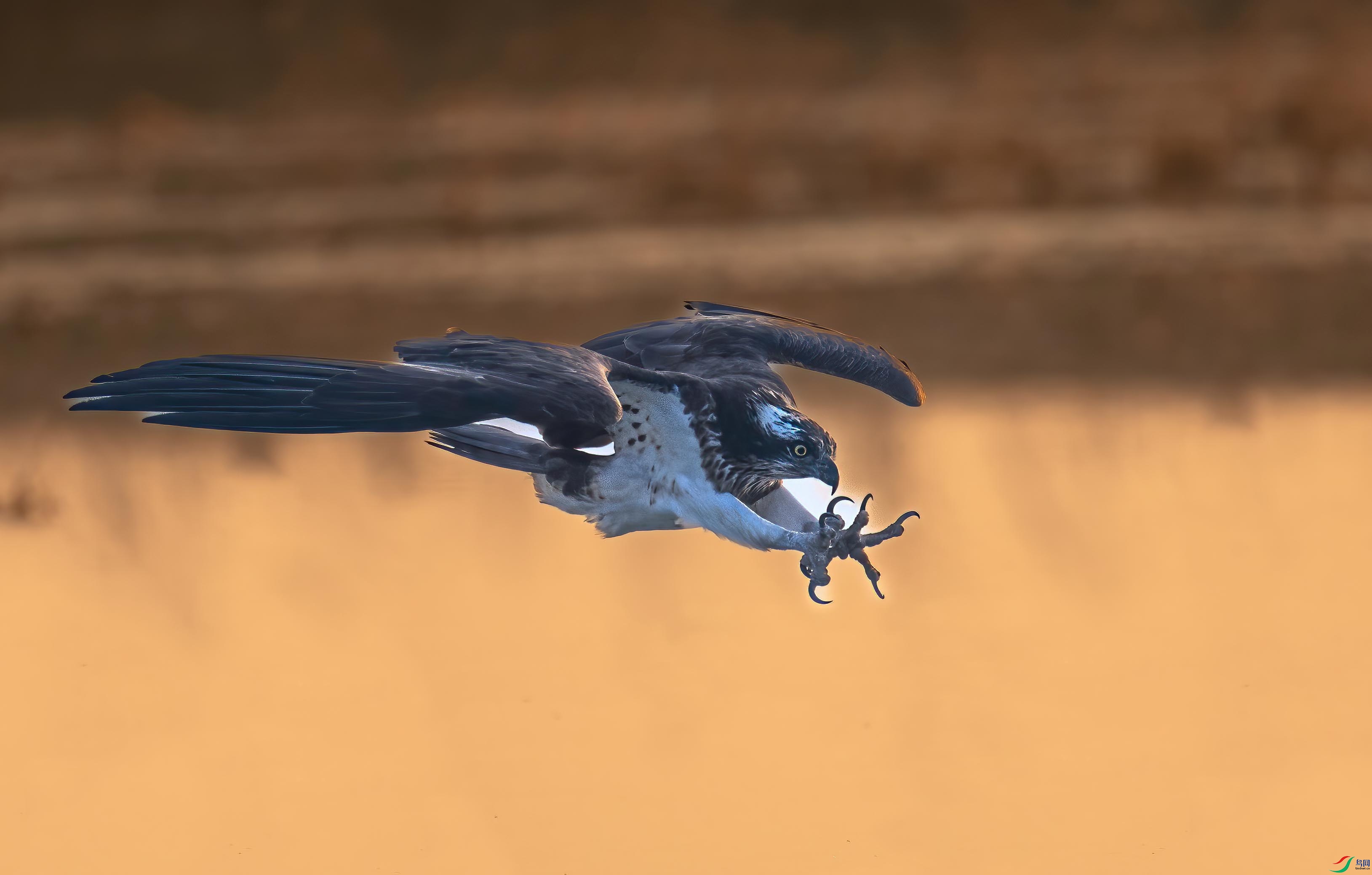 DSC_4683 ����_���� ����.jpg