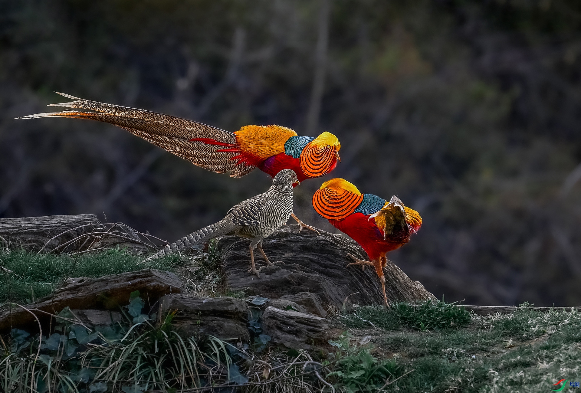 DSC_5118a.jpg