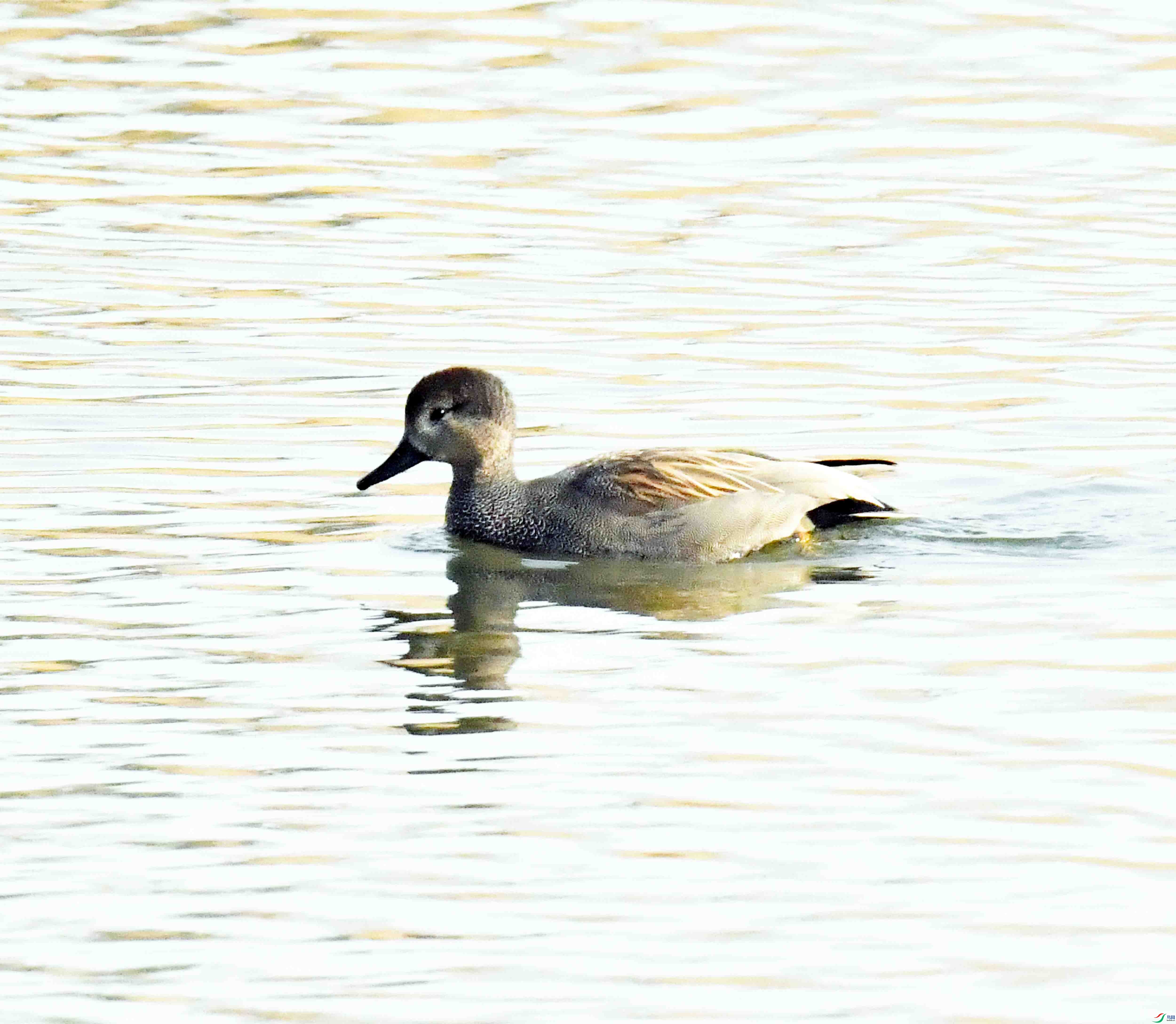 DSC_6636.JPG