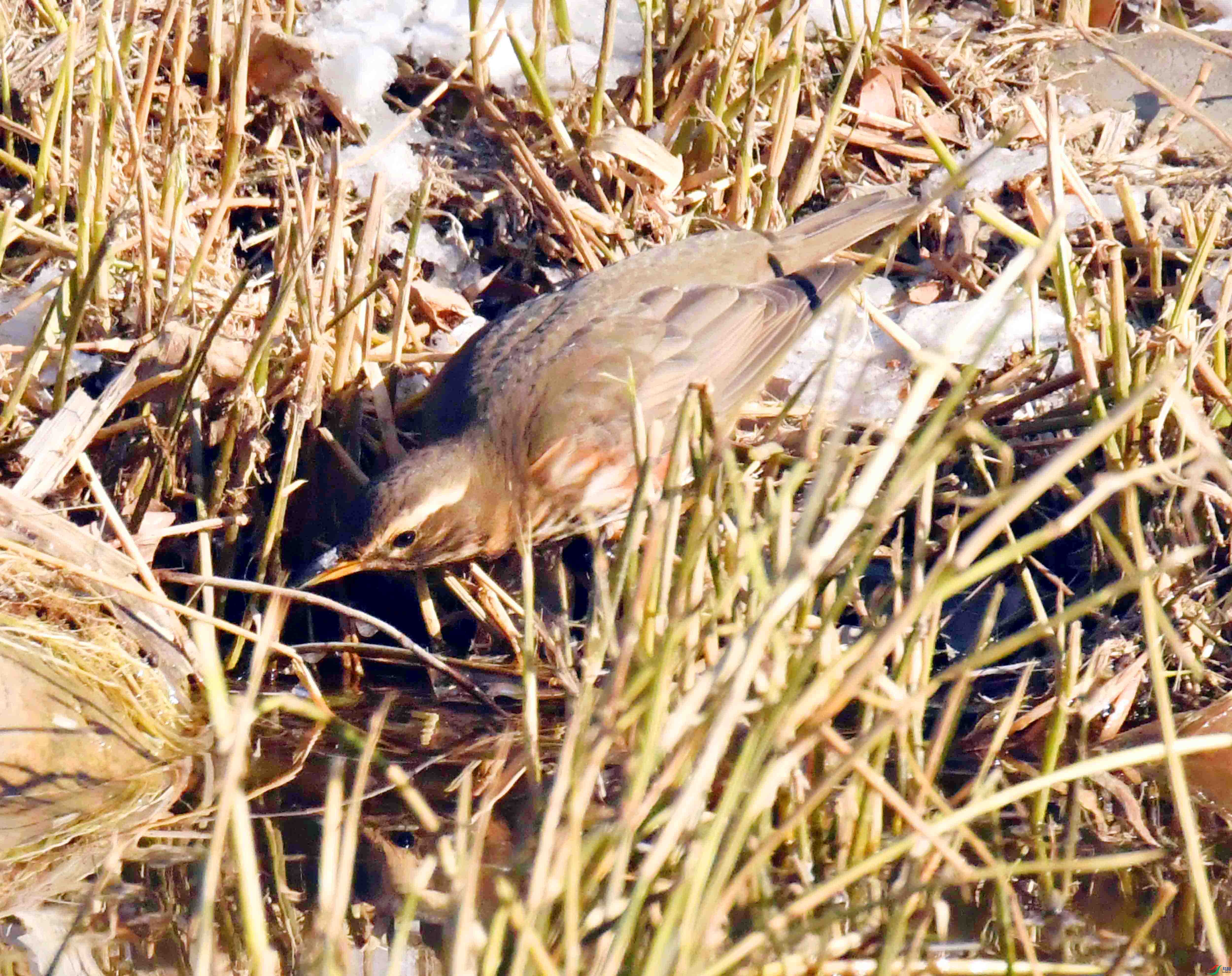 DSC_2987.JPG