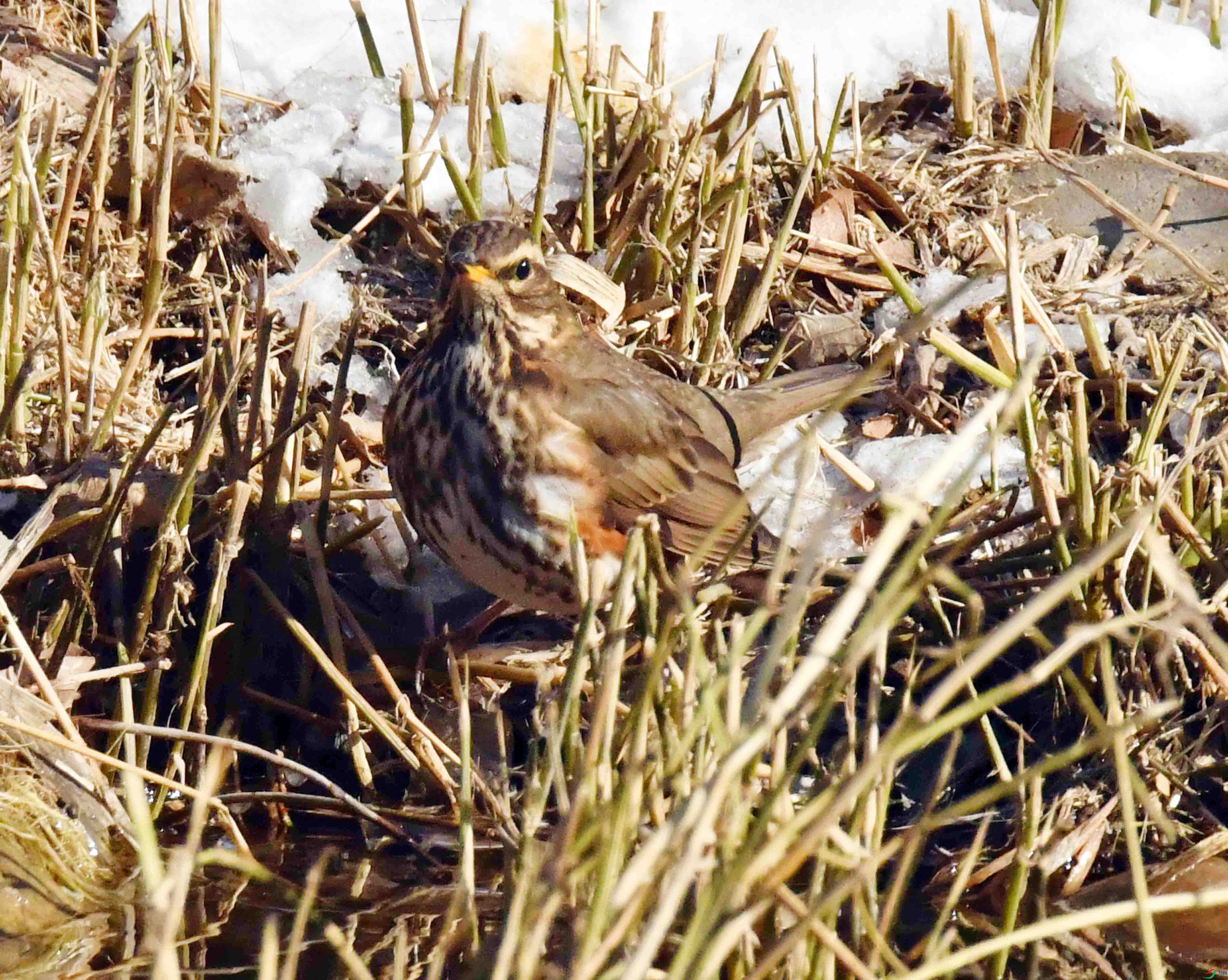 DSC_3000.JPG